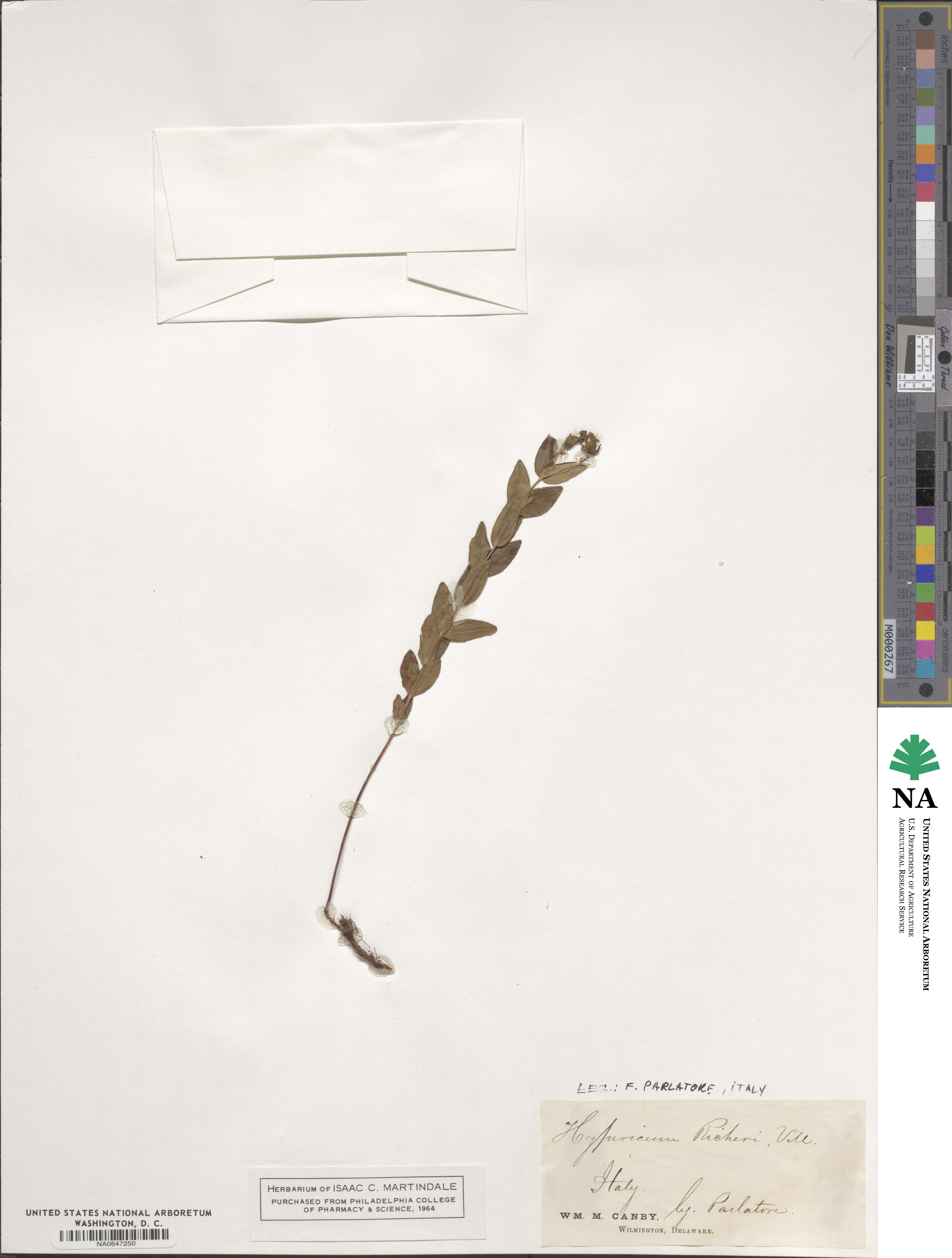 Hypericum richeri image