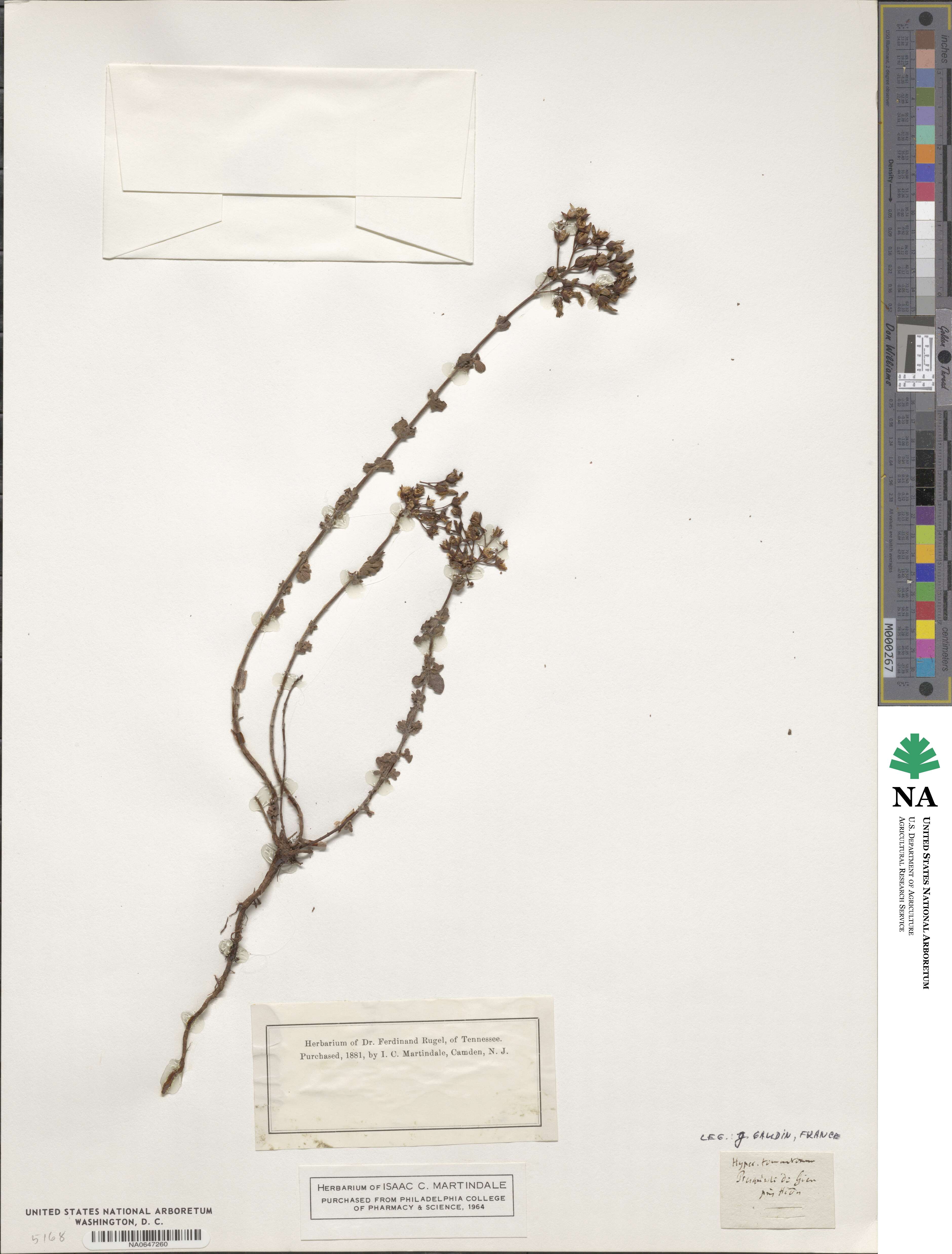 Hypericum tomentosum image