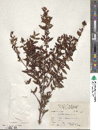 Hypericum geminiflorum subsp. geminiflorum image