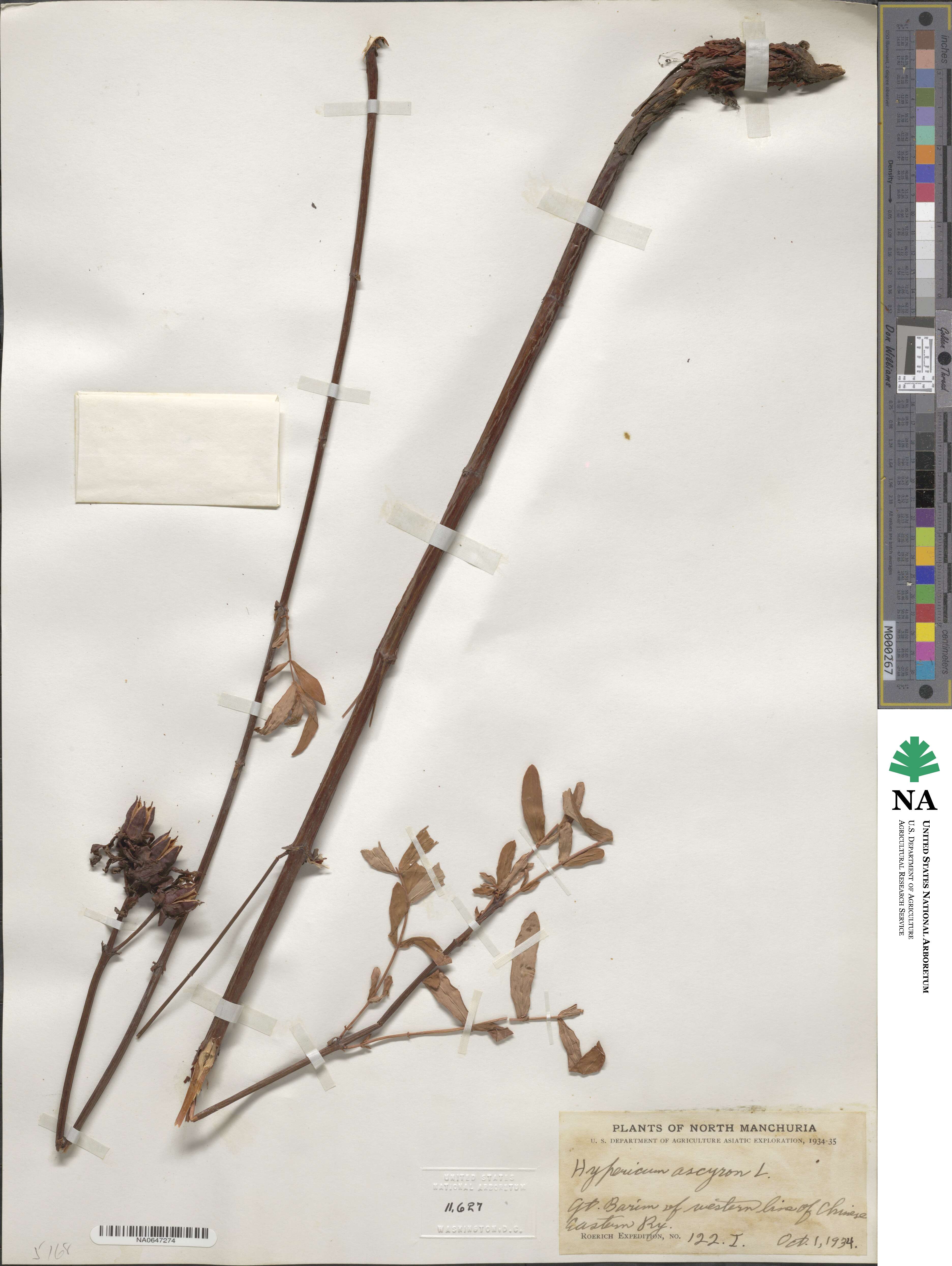 Hypericum ascyron image