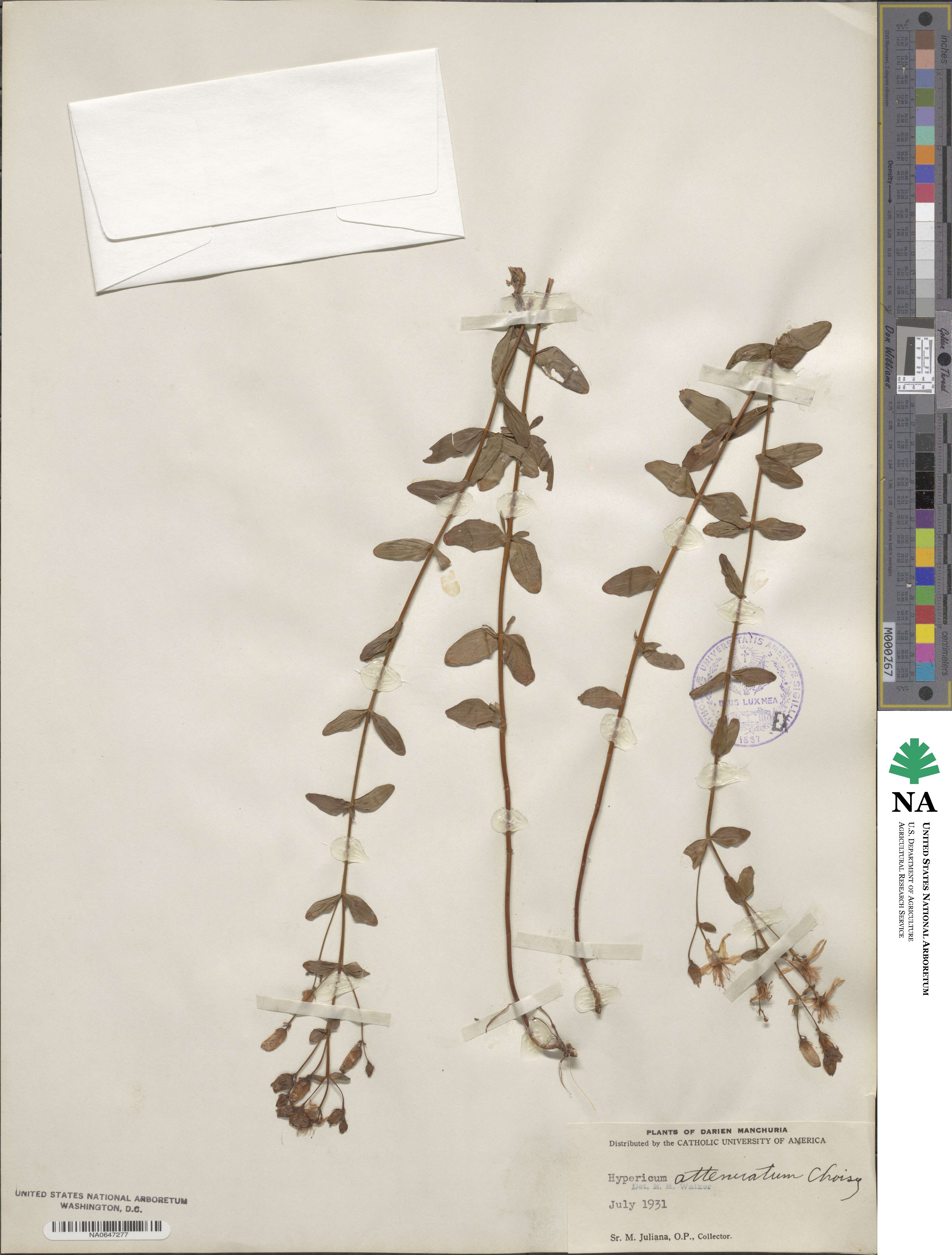Hypericum attenuatum image
