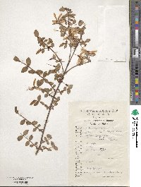 Hypericum attenuatum image