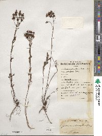 Hypericum attenuatum image