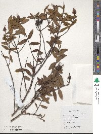 Hypericum beanii image