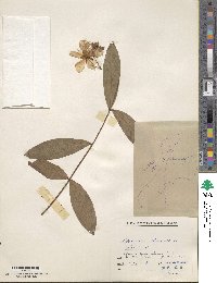 Hypericum chinense image