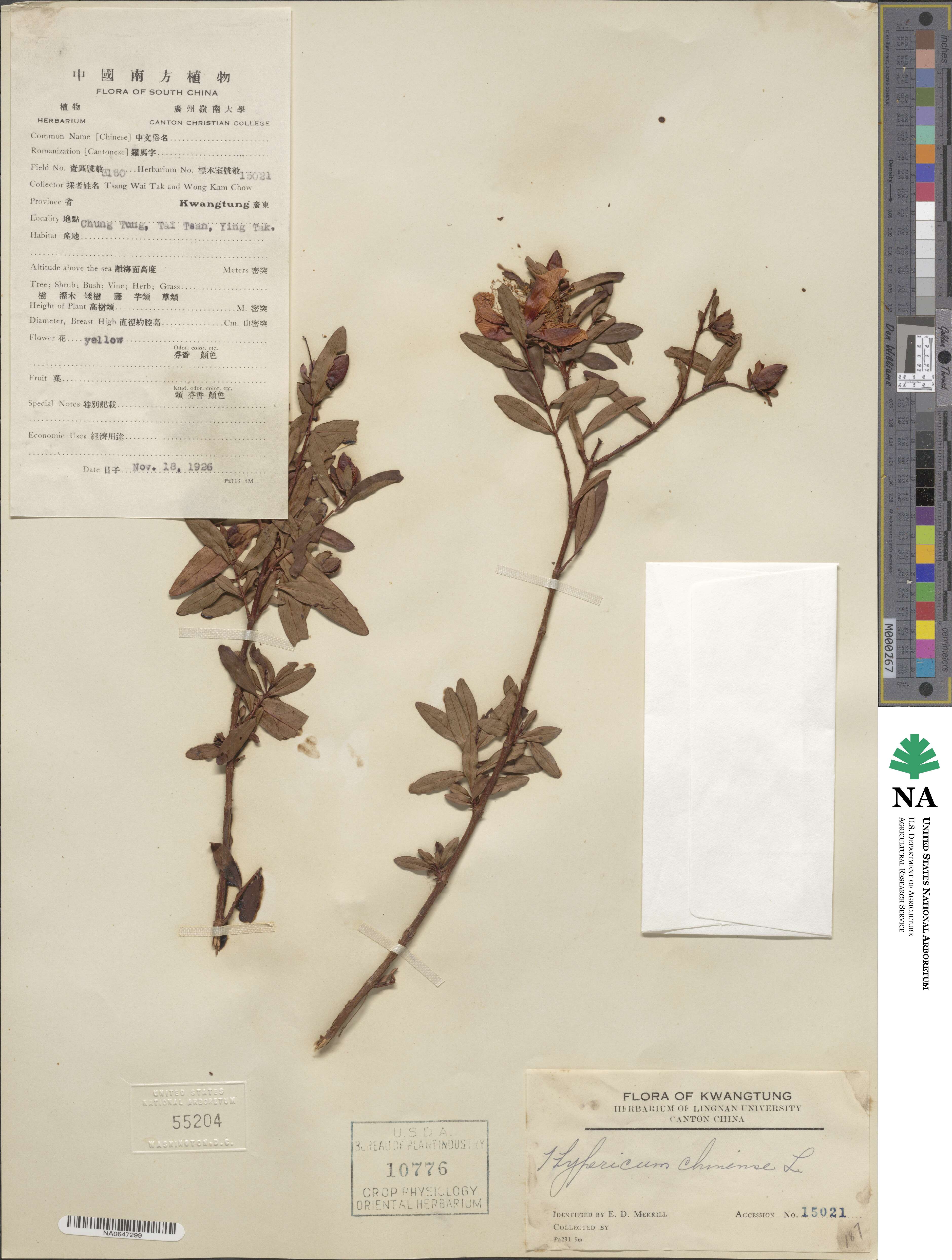 Hypericum chinense image