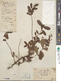 Hypericum chinense image