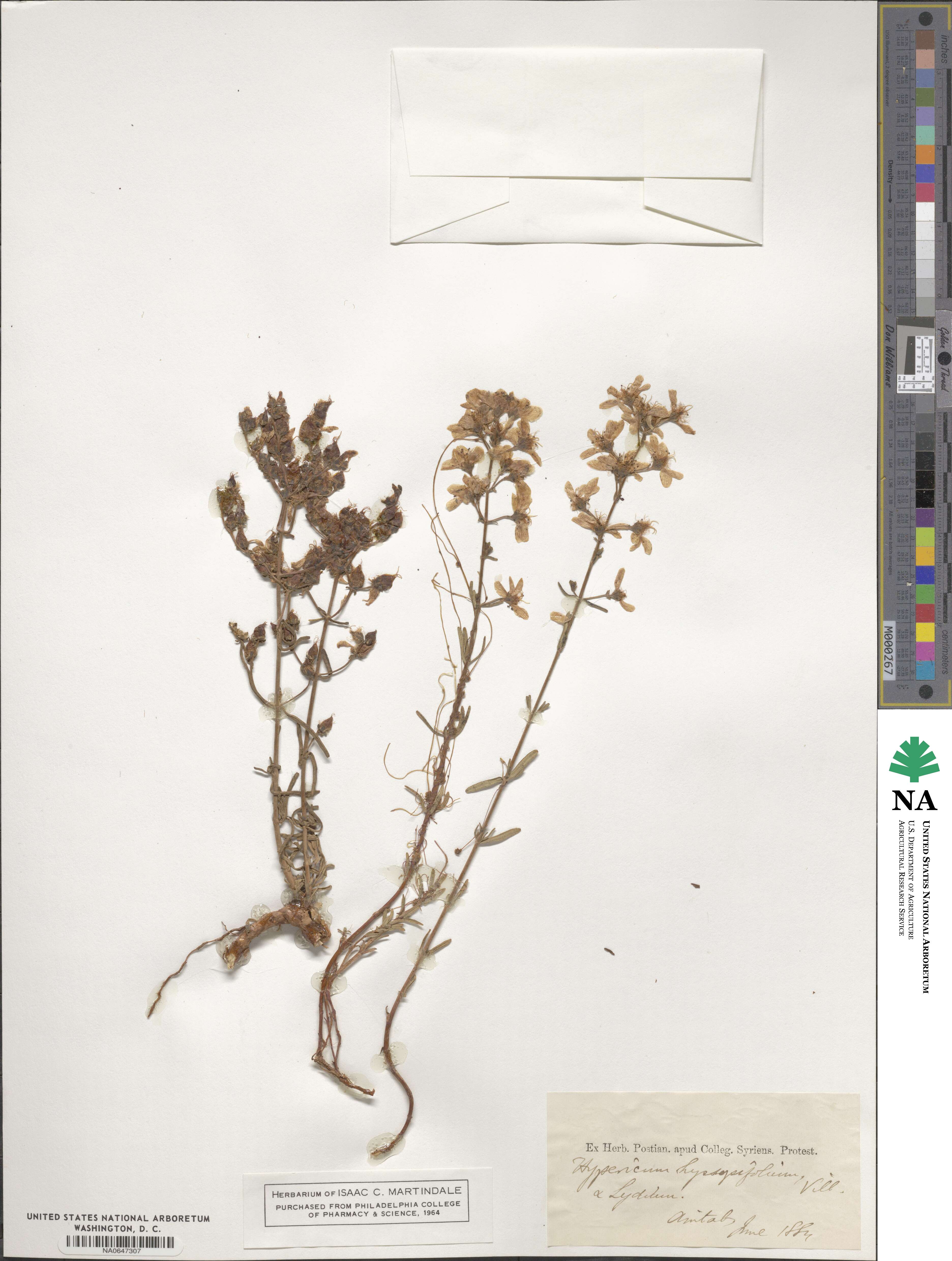 Hypericum hyssopifolium image