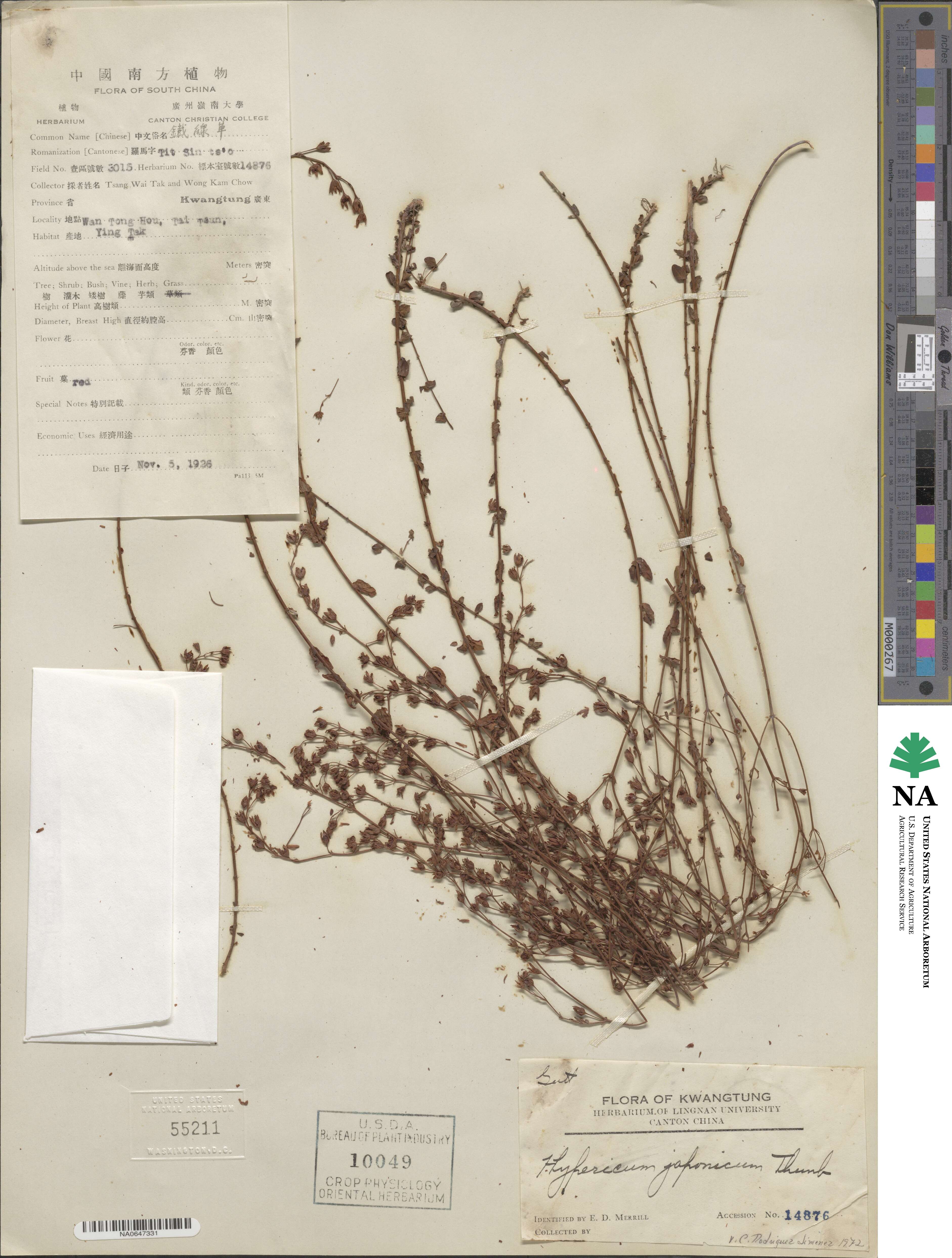 Hypericum japonicum image