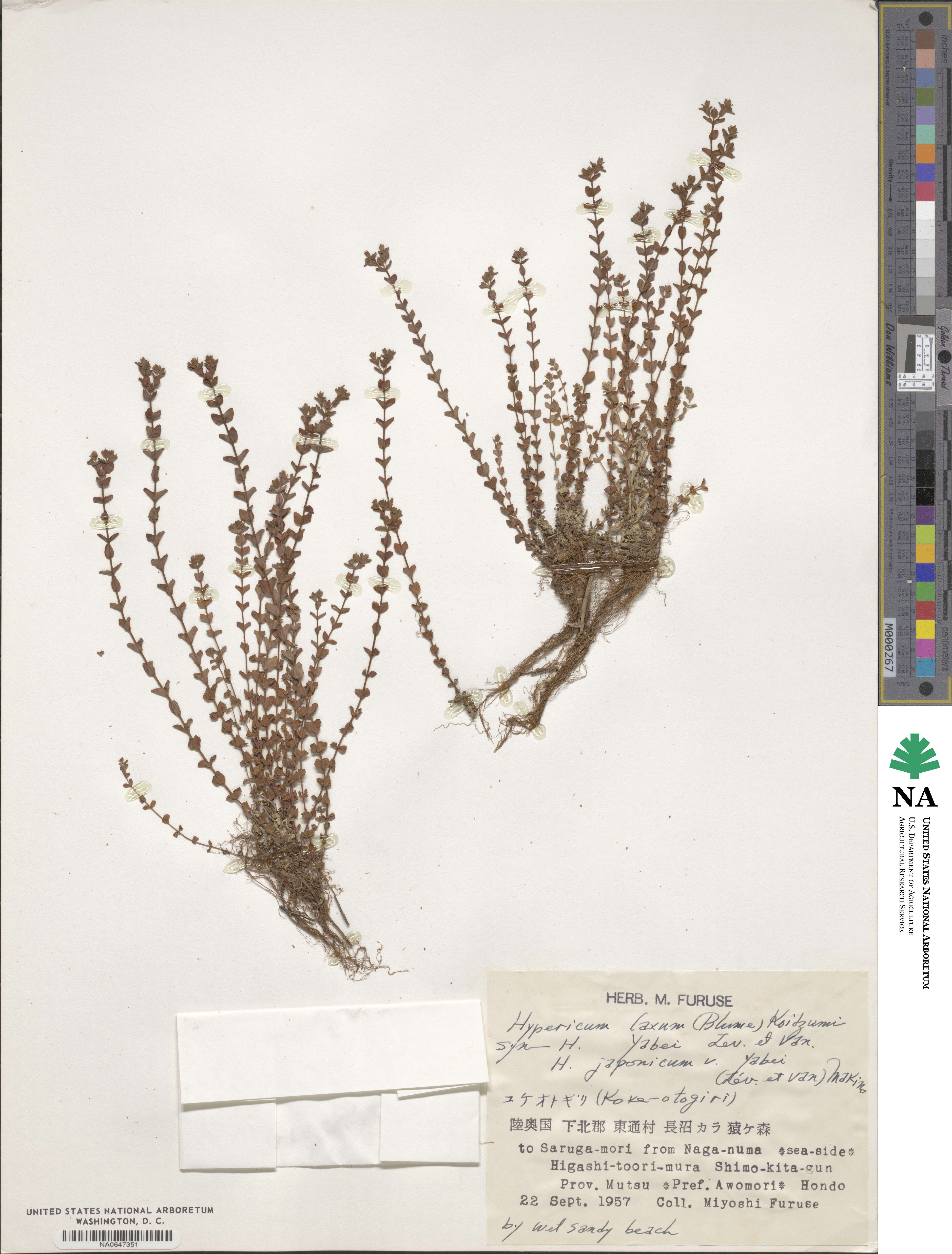 Hypericum japonicum image