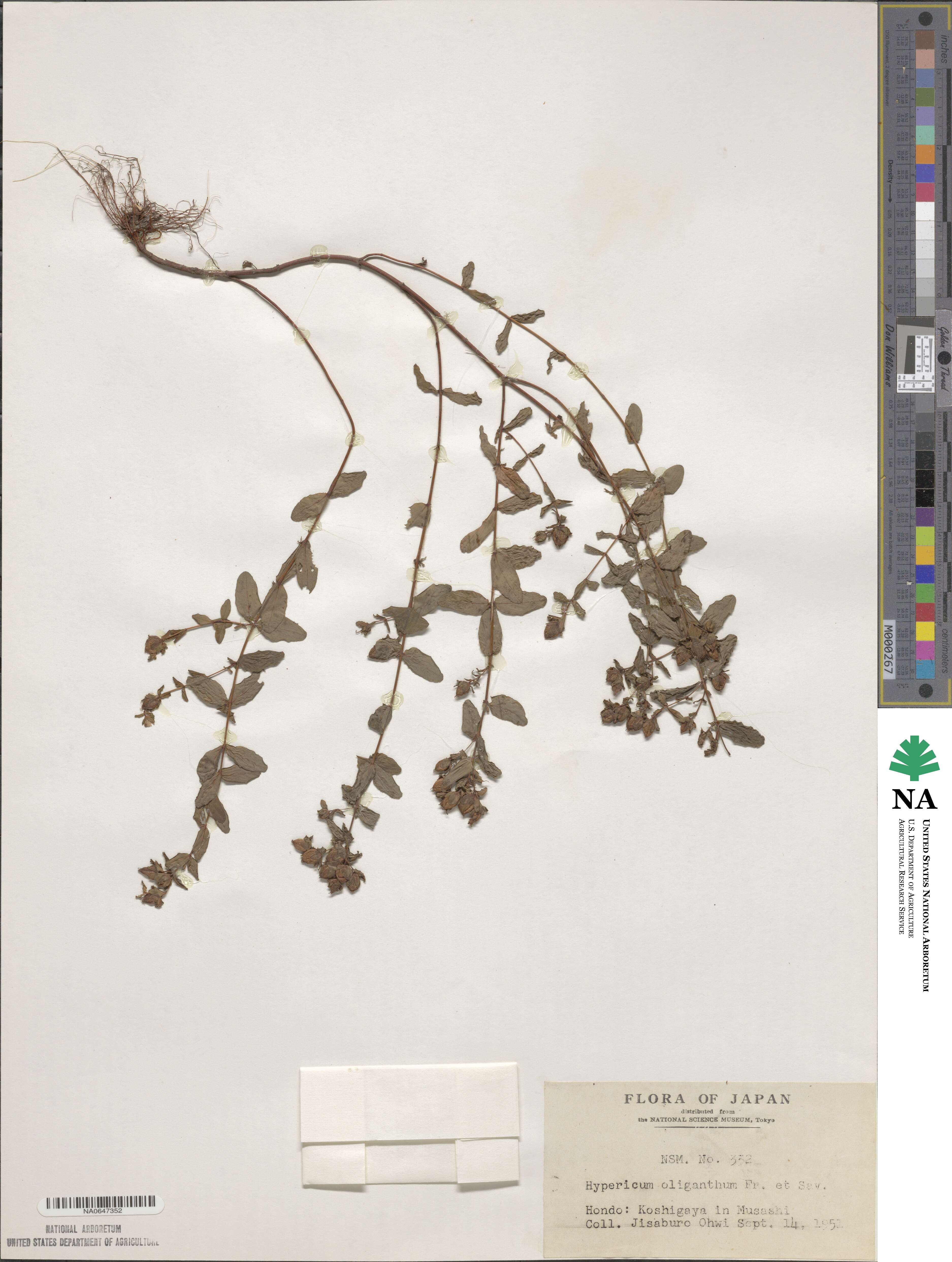 Hypericum oliganthum image