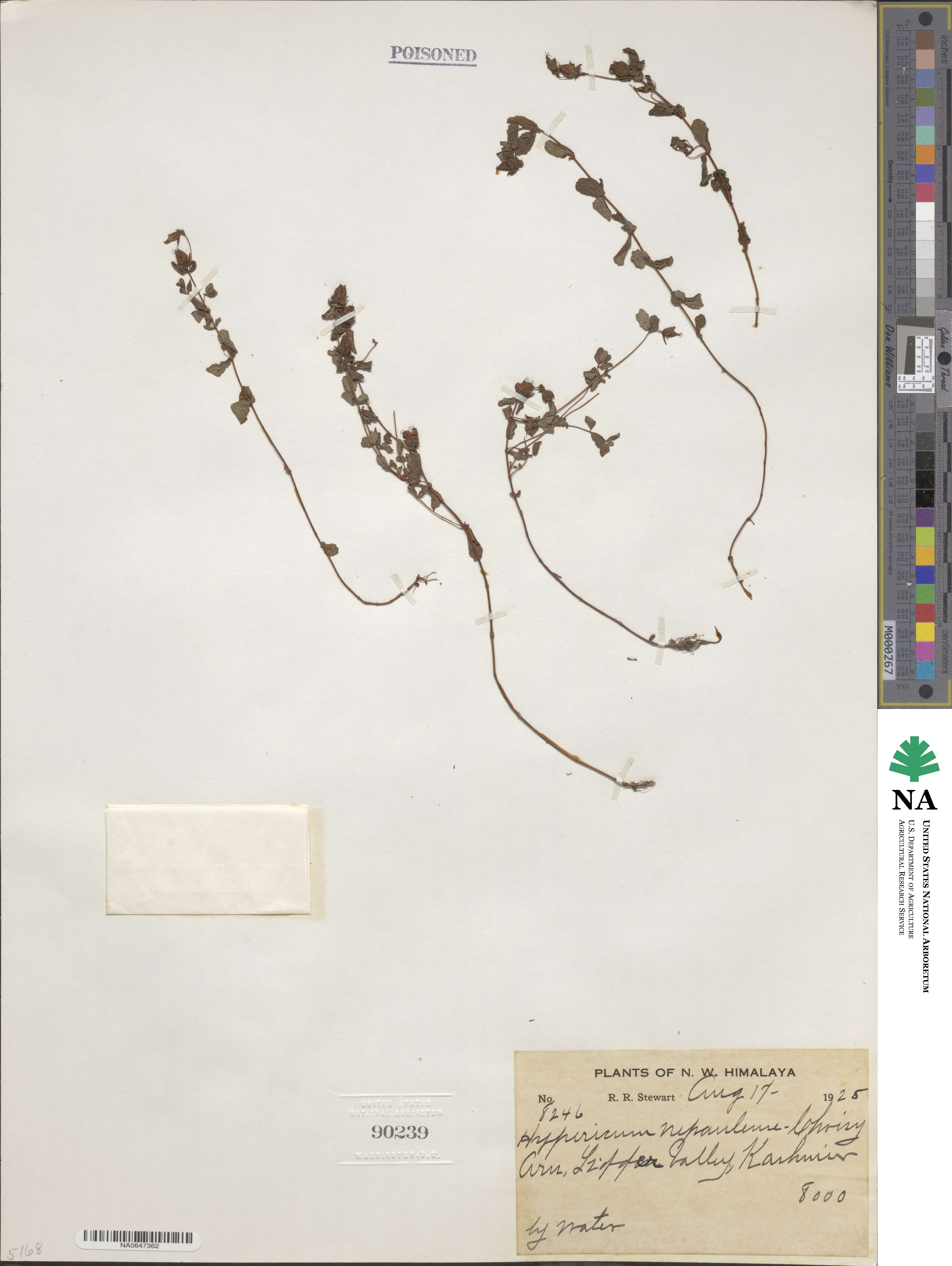 Hypericum elodeoides subsp. elodeoides image