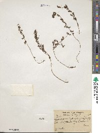 Hypericum elodeoides subsp. elodeoides image