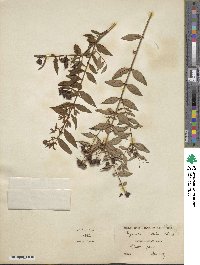 Hypericum patulum image