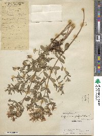 Hypericum perforatum image