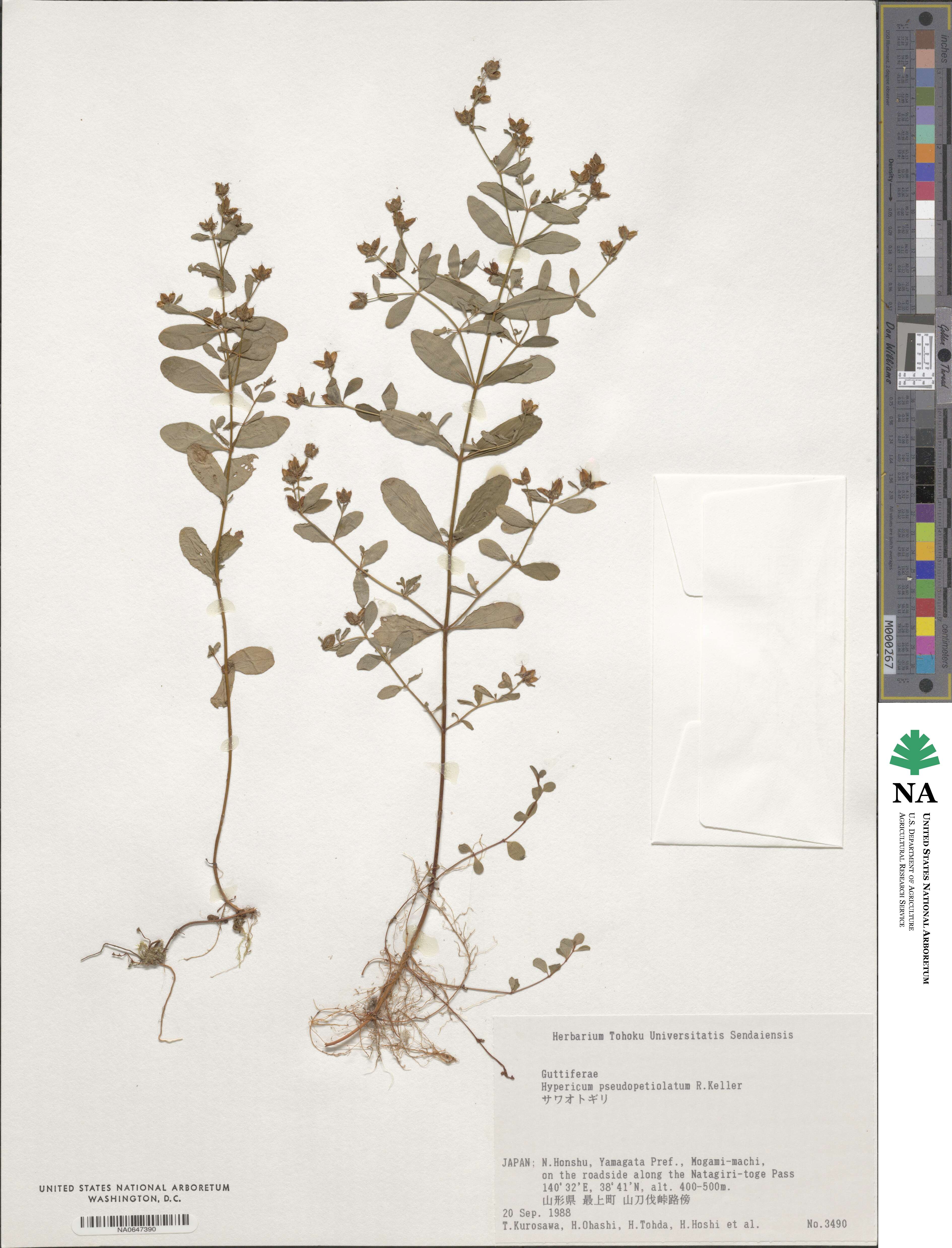 Hypericum pseudopetiolatum image