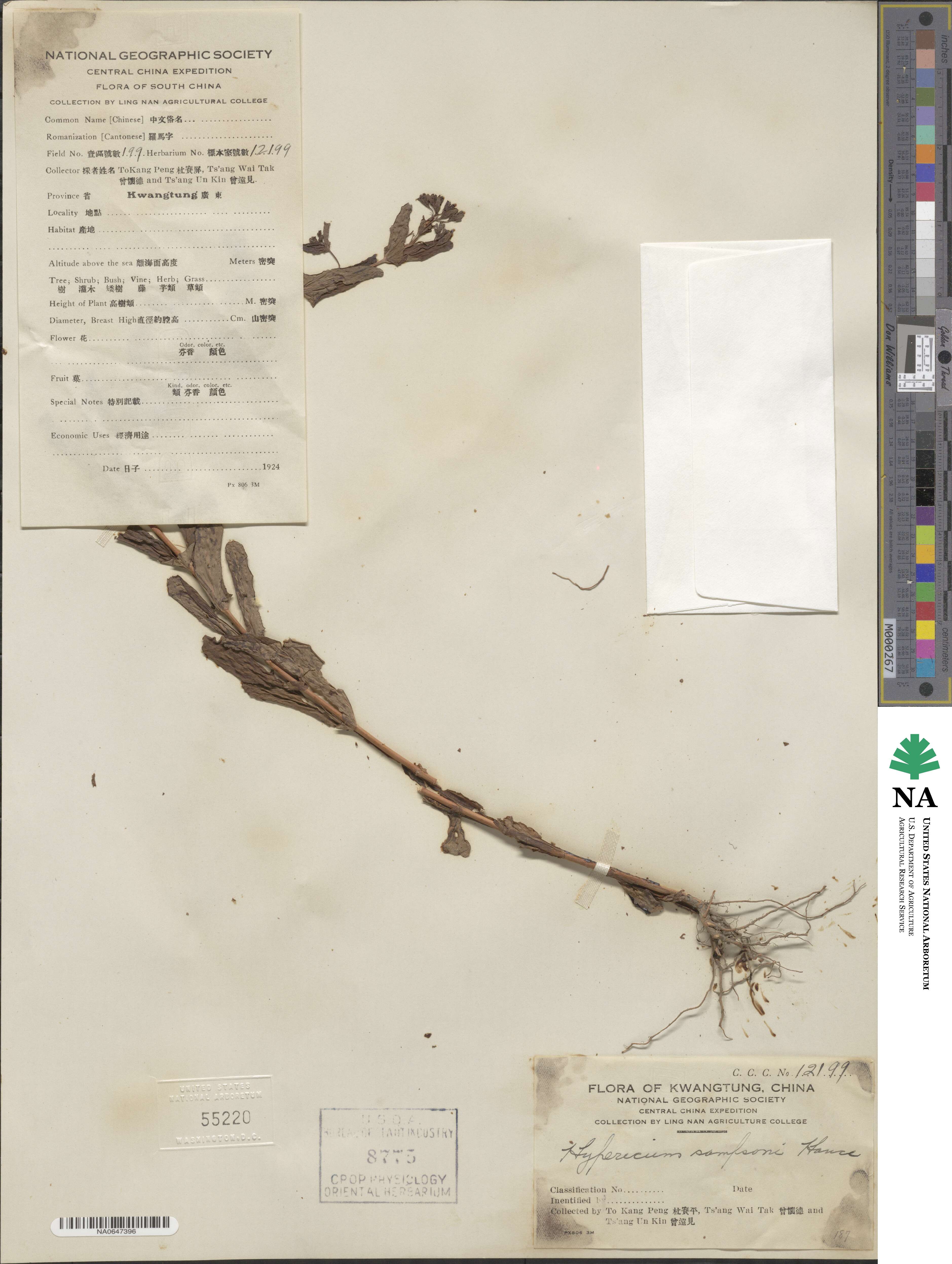 Hypericum sampsonii image