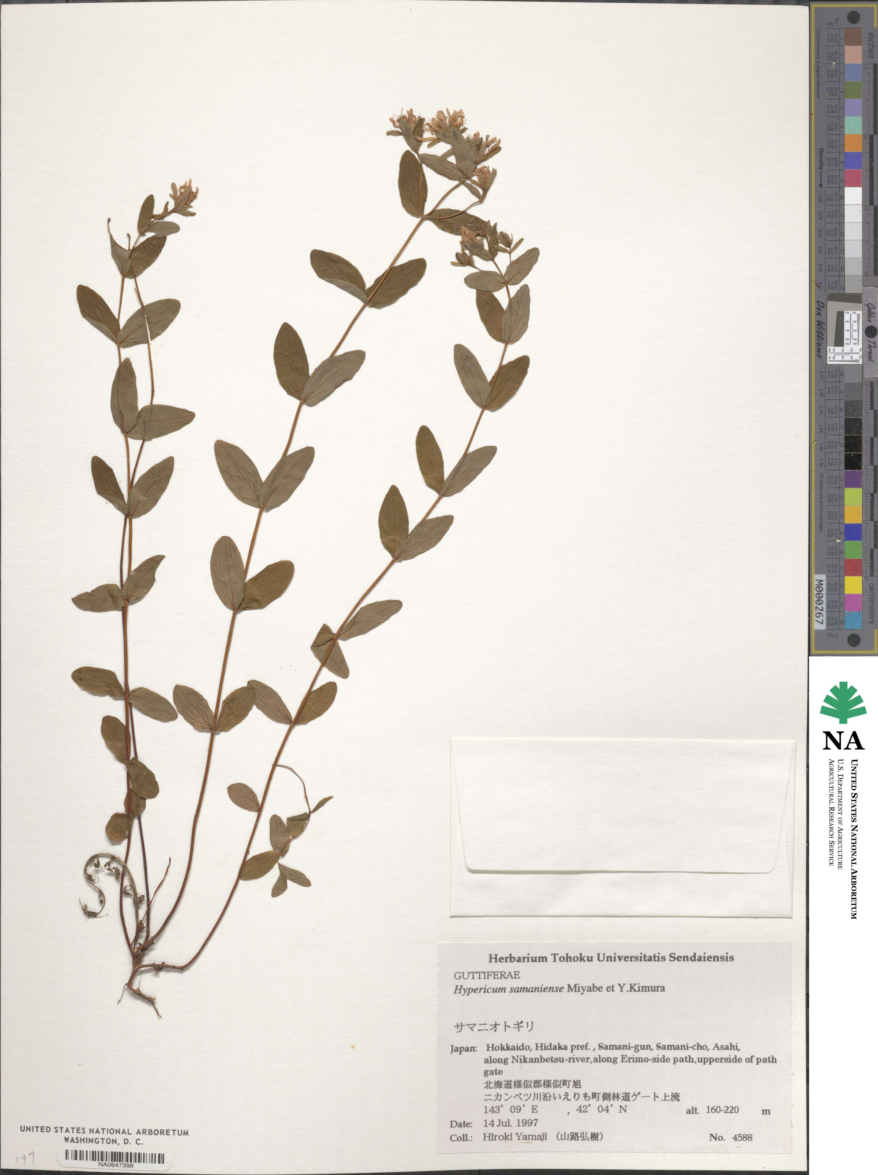 Hypericum nakaii subsp. nakaii image