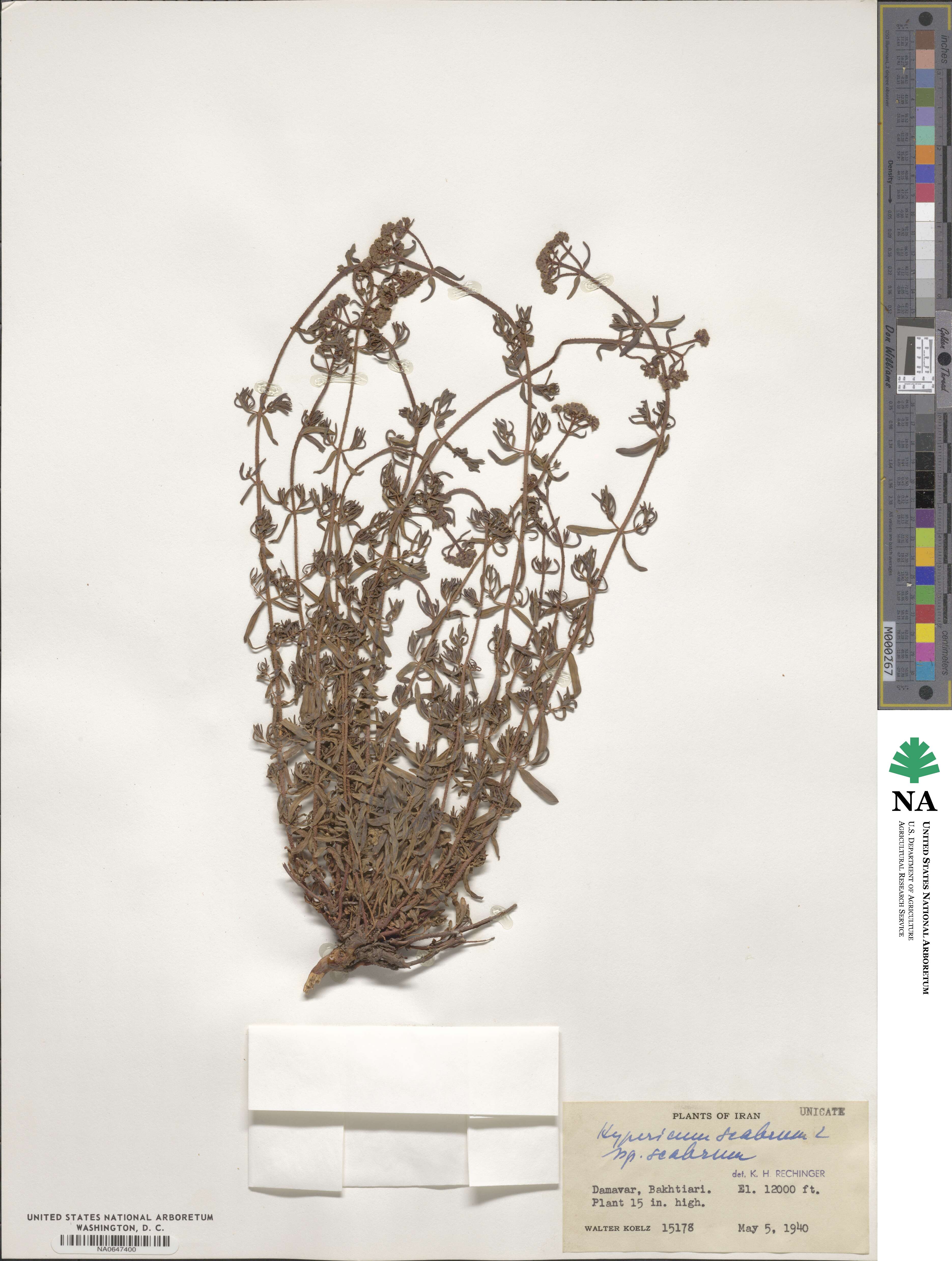 Hypericum scabrum image