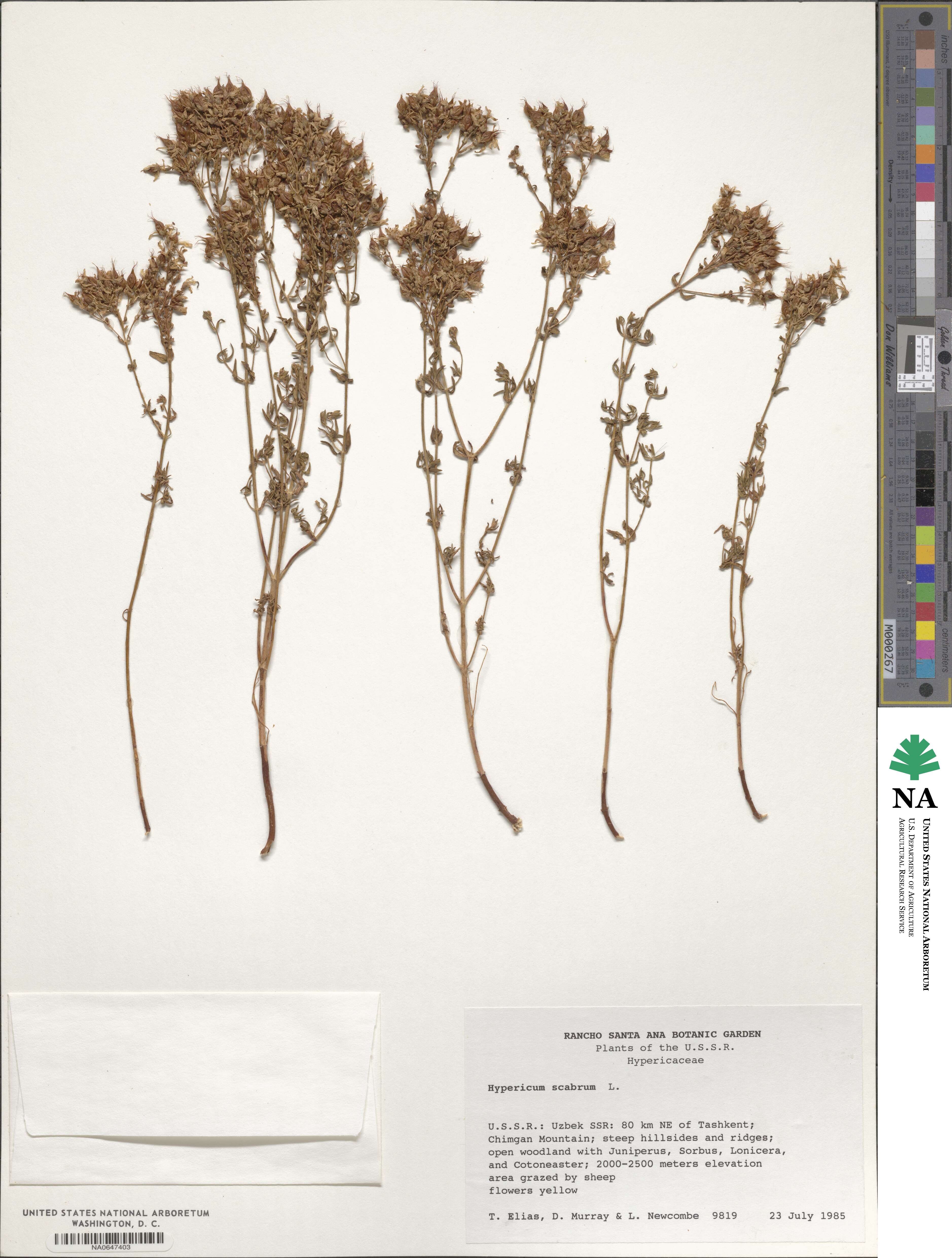 Hypericum scabrum image