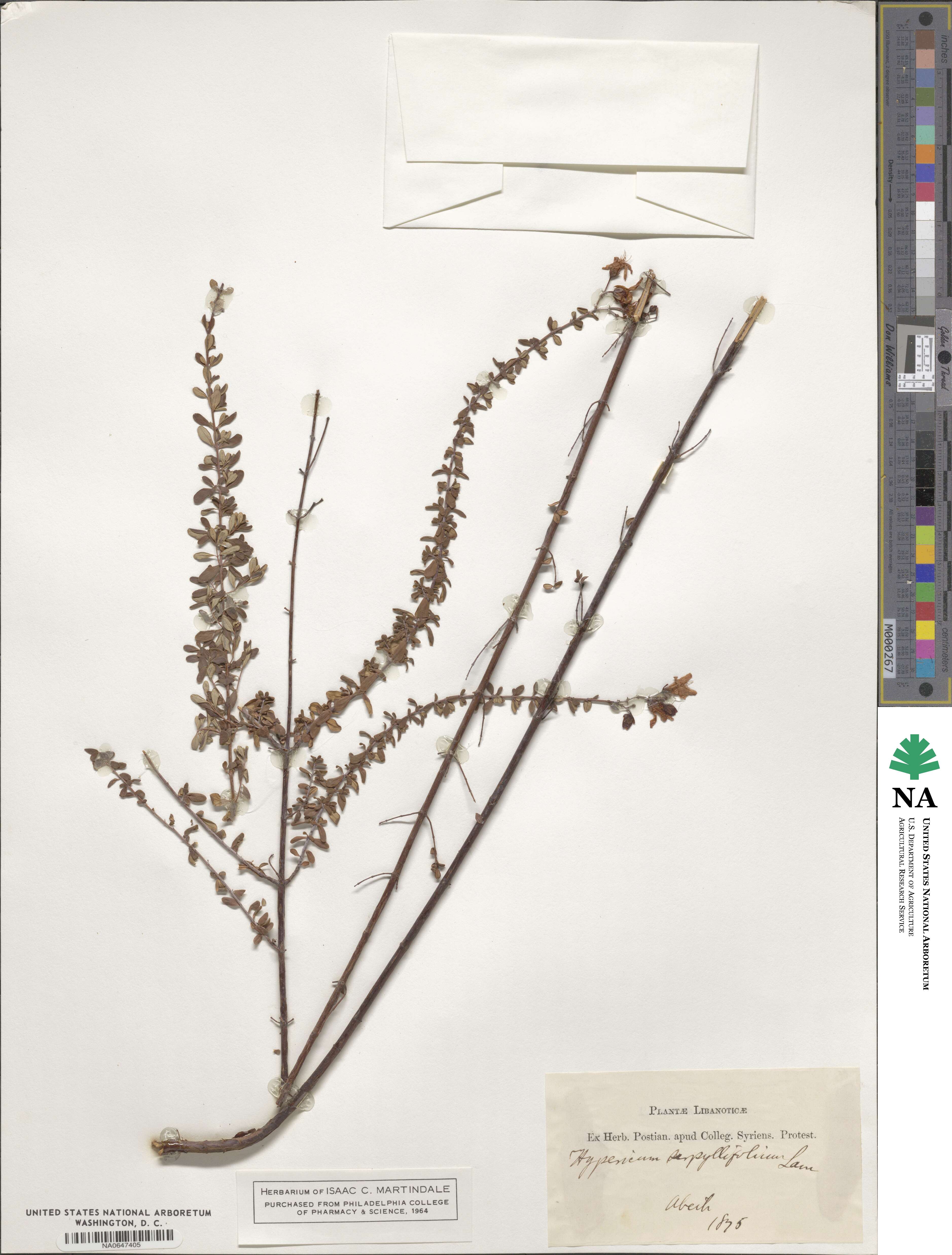 Hypericum thymifolium image