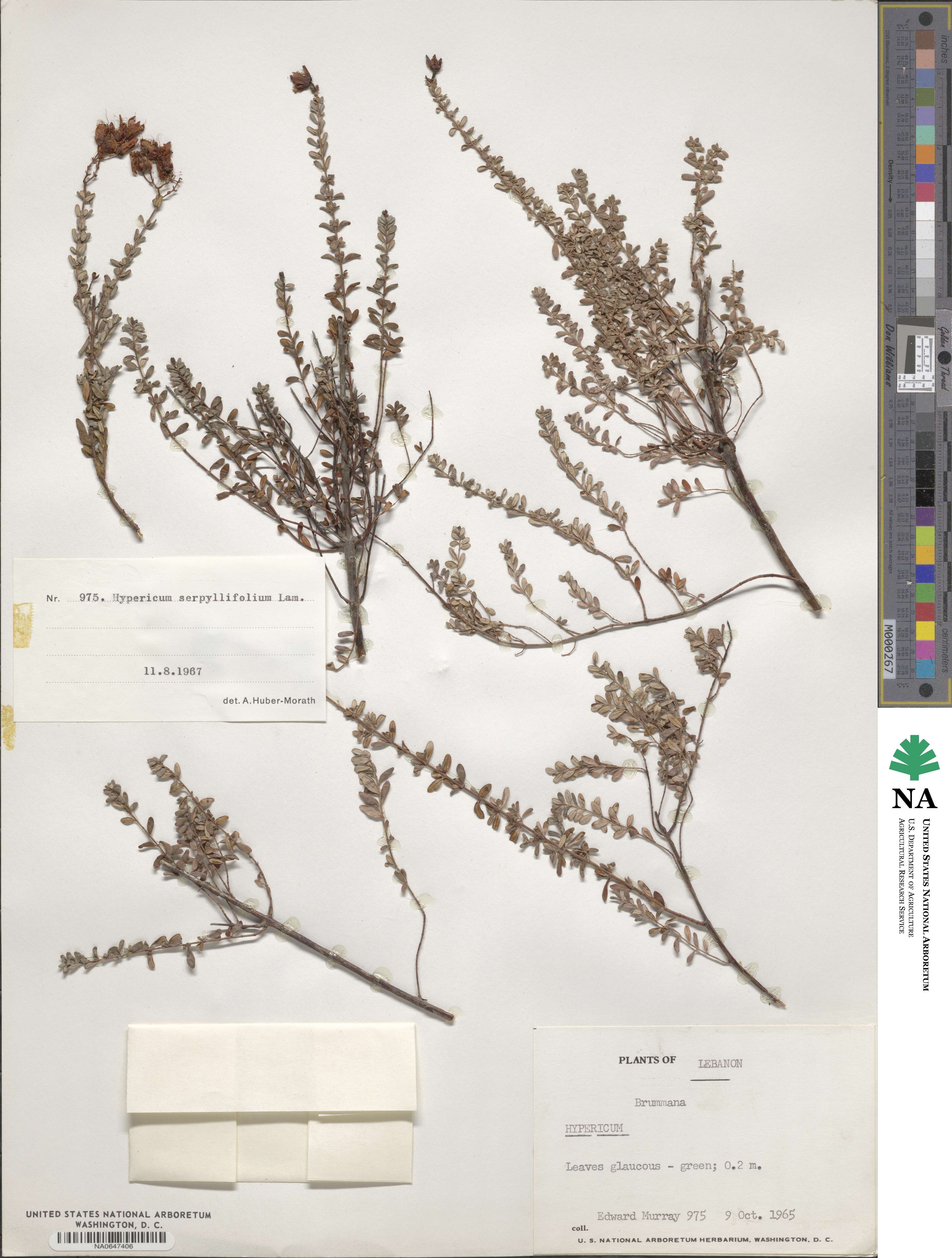 Hypericum thymifolium image