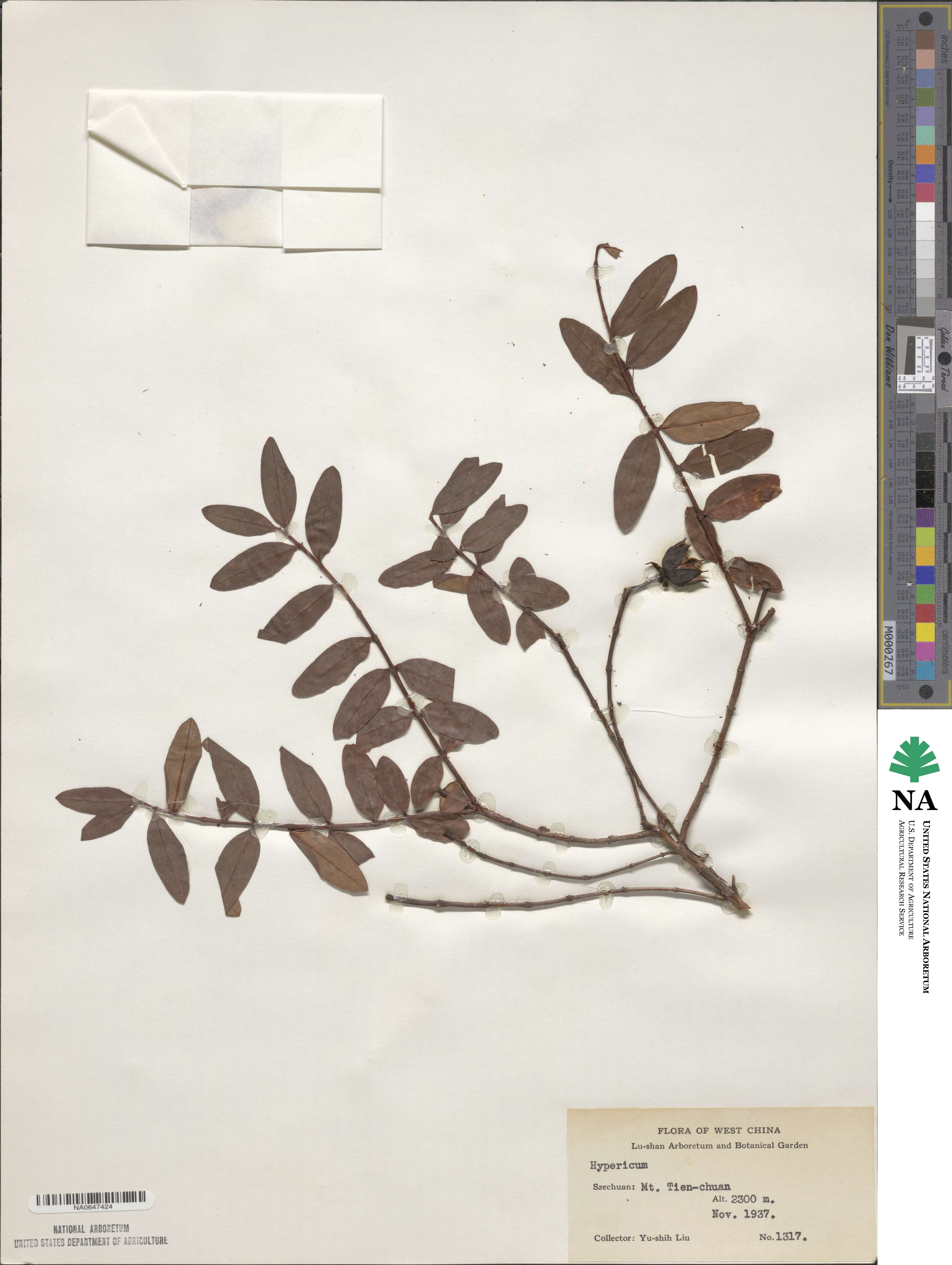 Hypericum image