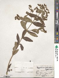 Hypericum canariense image