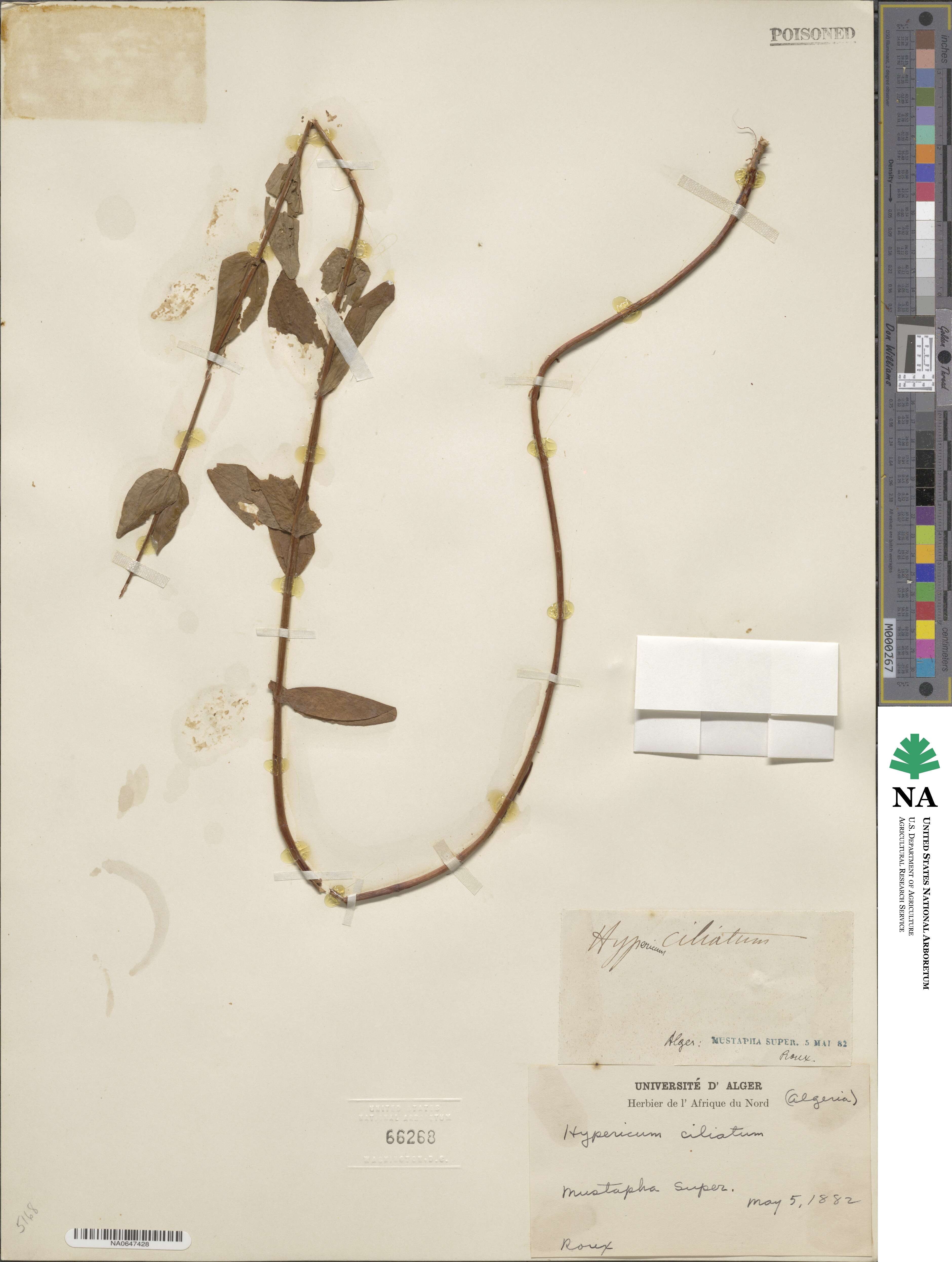 Hypericum perfoliatum subsp. perfoliatum image