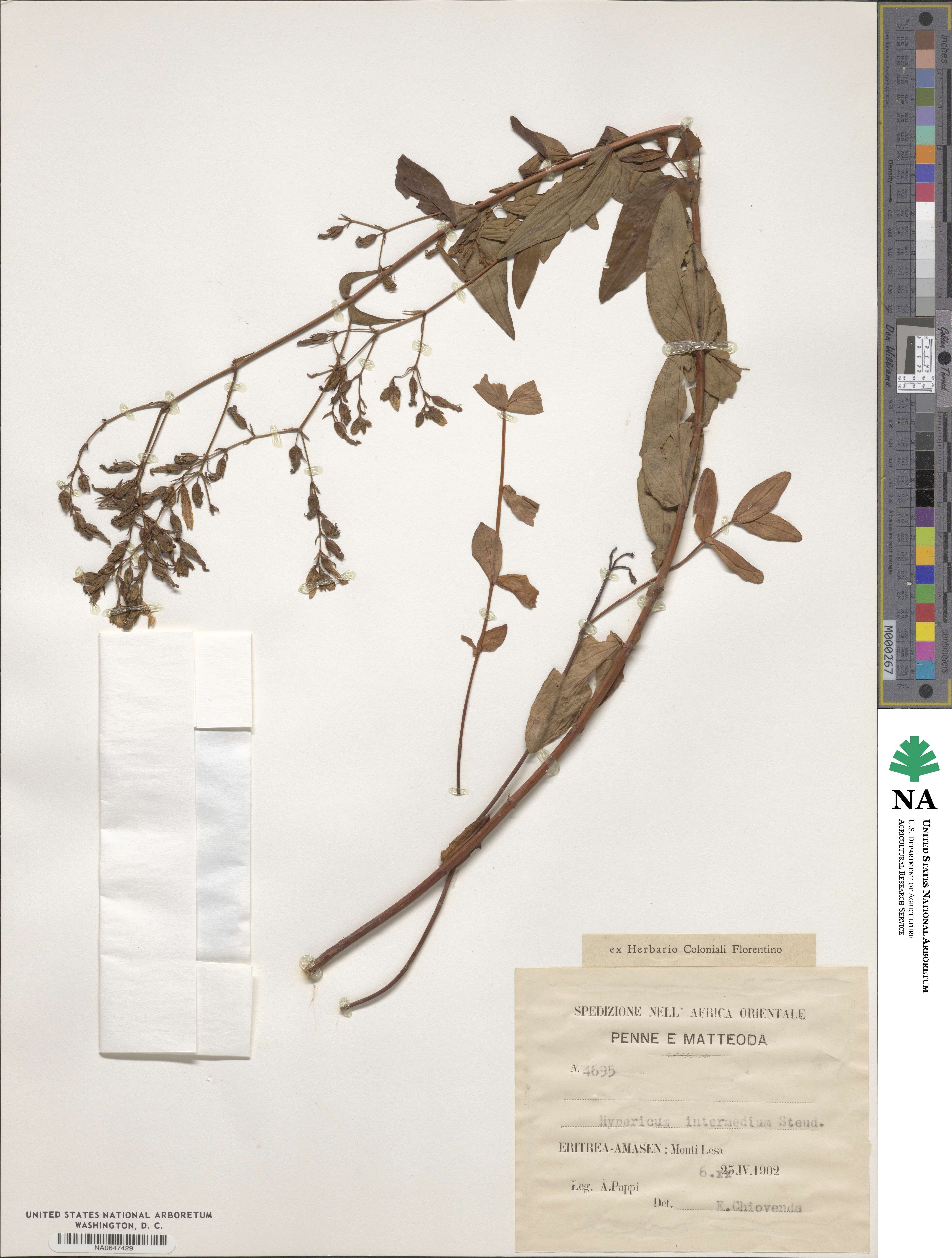 Hypericum × desetangsii image