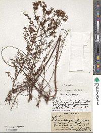 Hypericum perforatum image