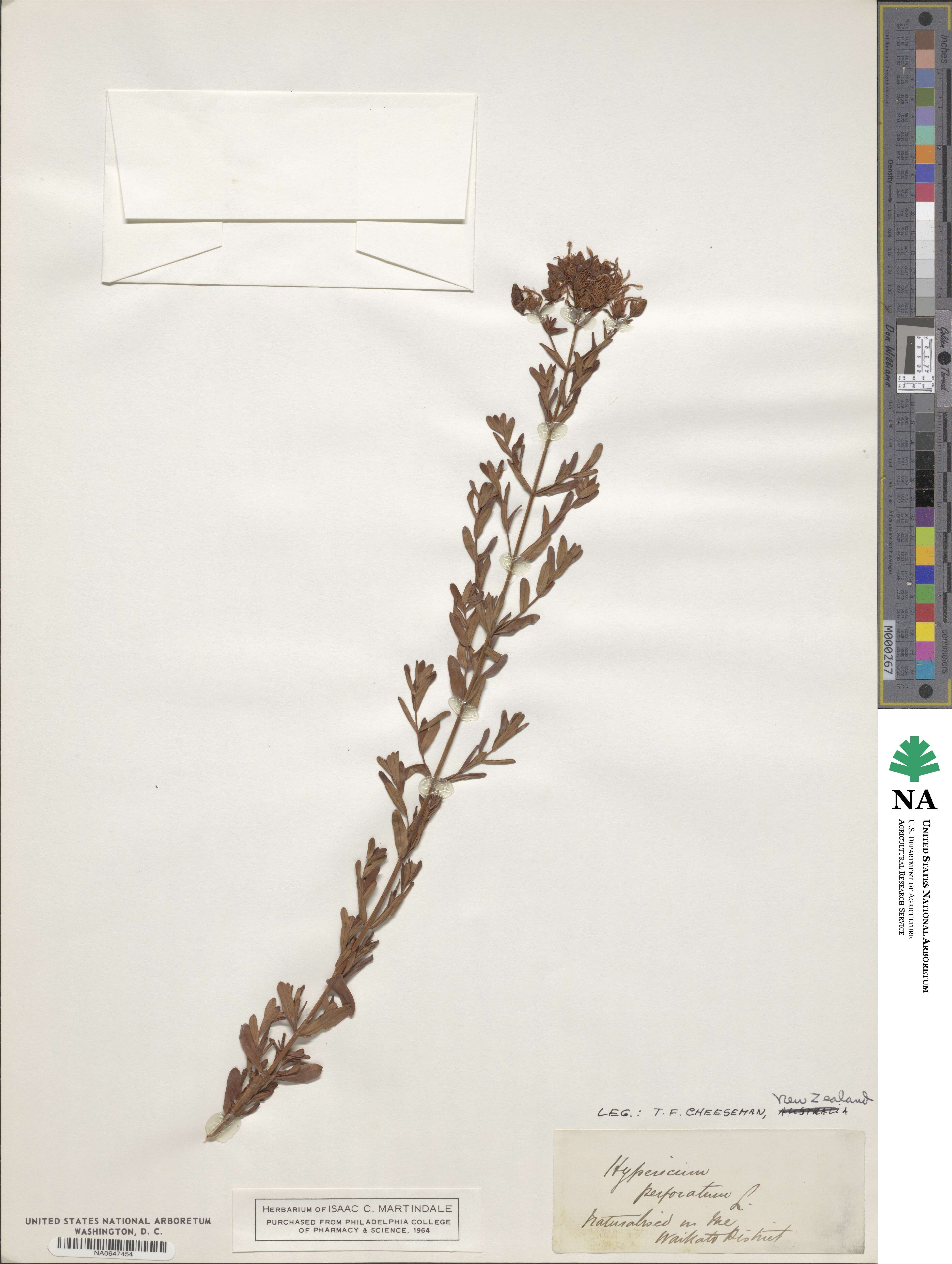 Hypericum perforatum image