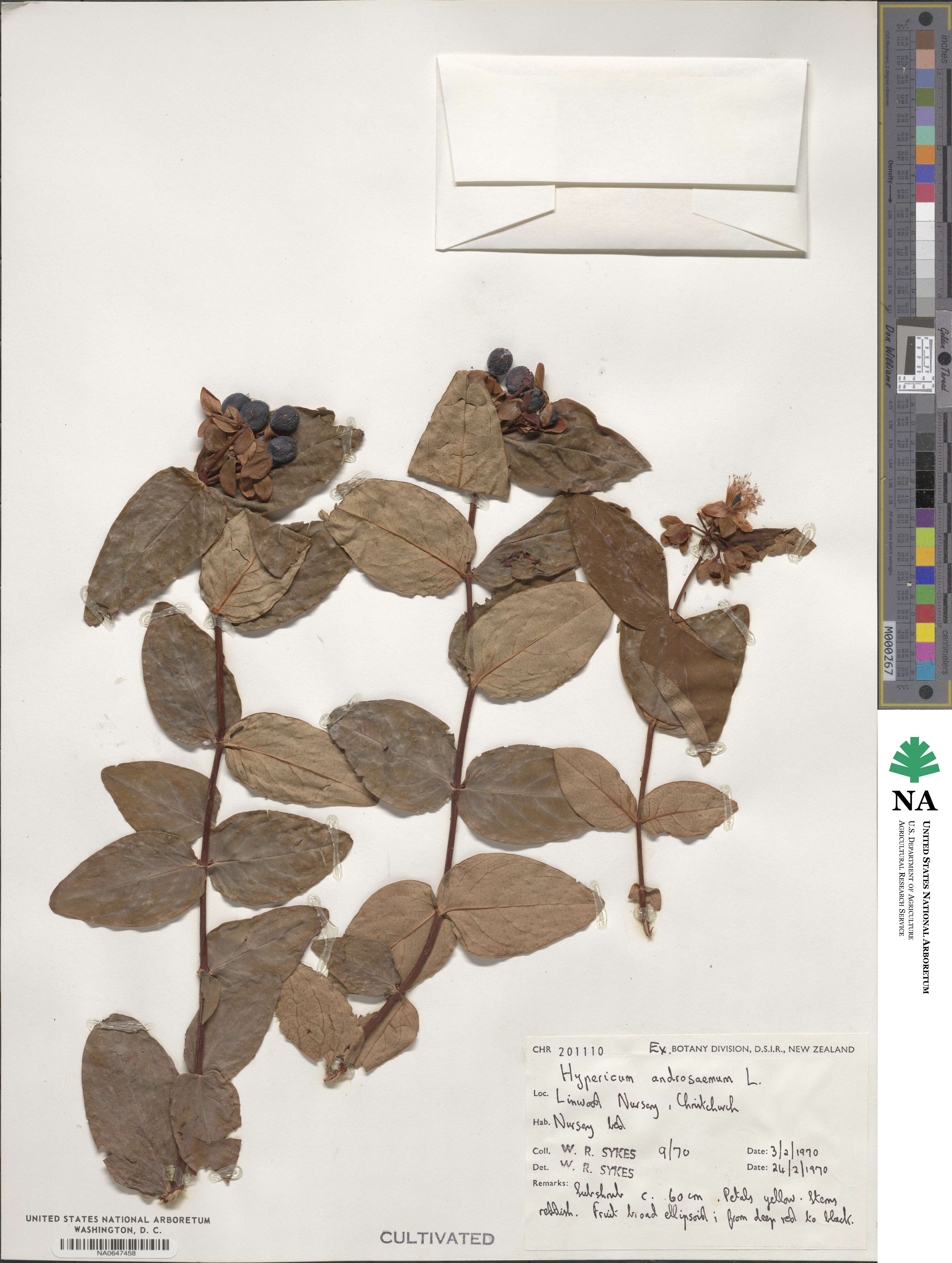 Hypericum androsaemum image