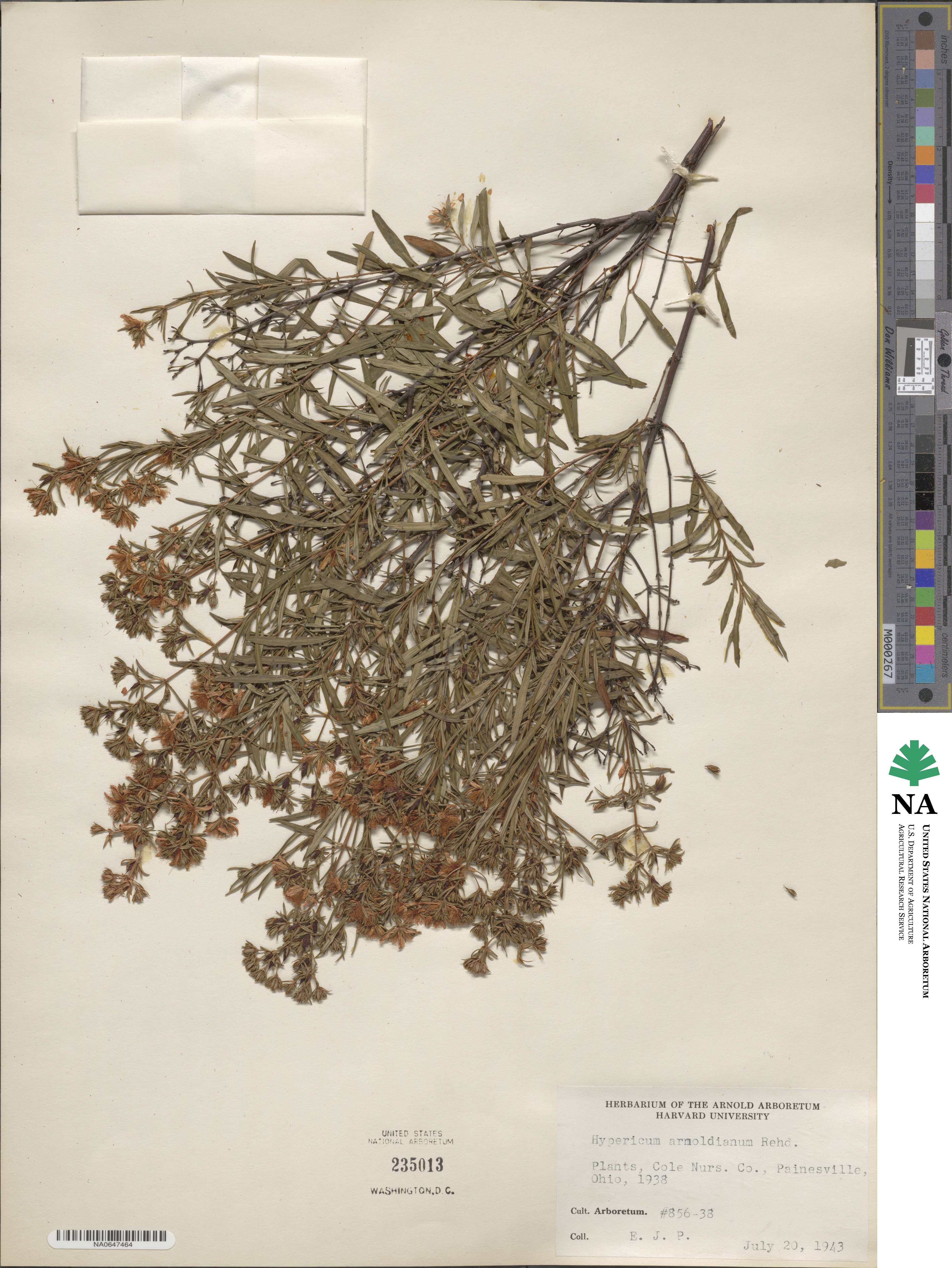 Hypericum × arnoldianum image