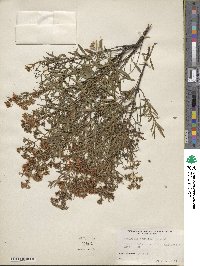 Hypericum × arnoldianum image