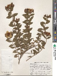 Hypericum beanii image