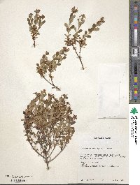 Hypericum buckleyi image