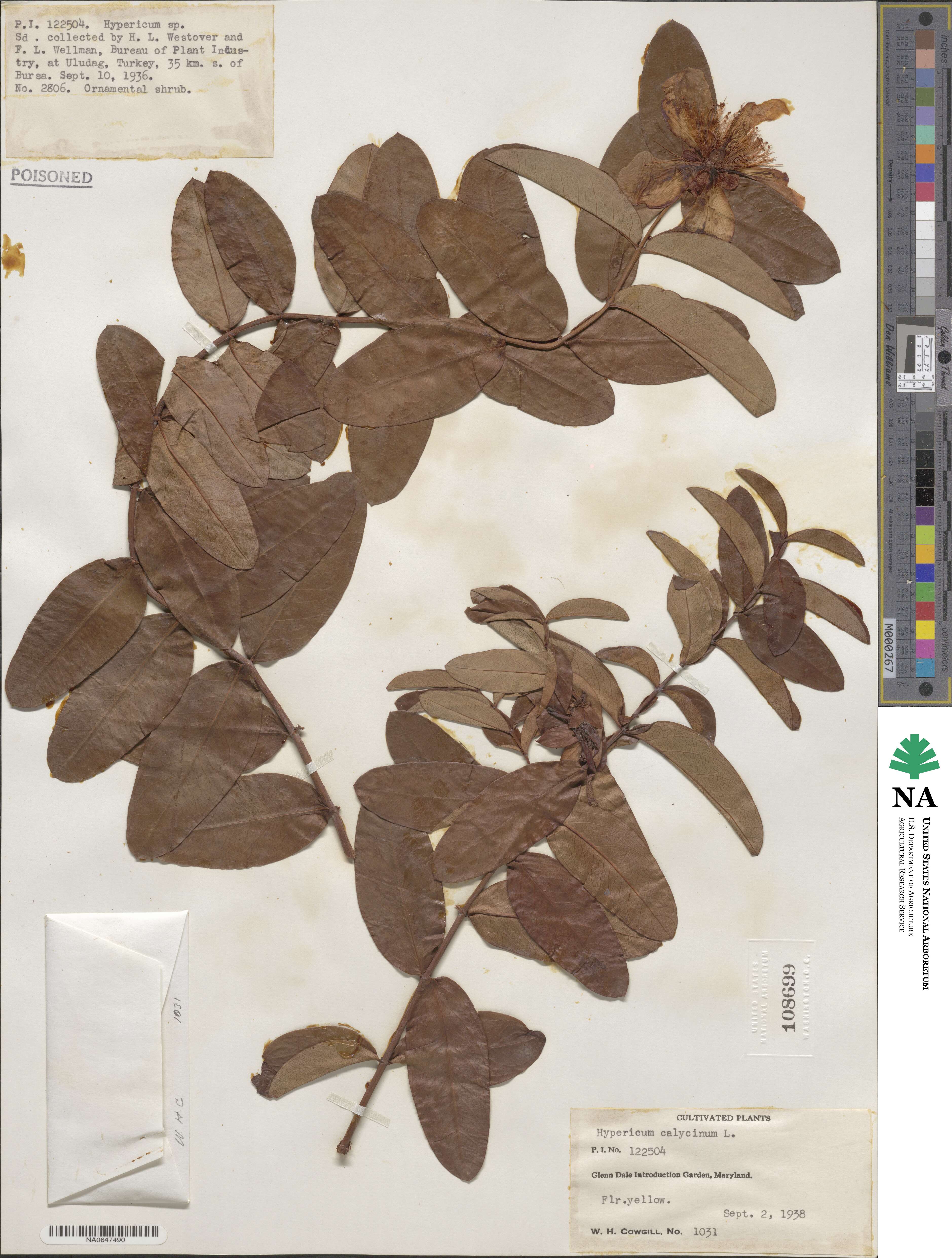 Hypericum calycinum image