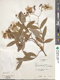 Hypericum chinense image