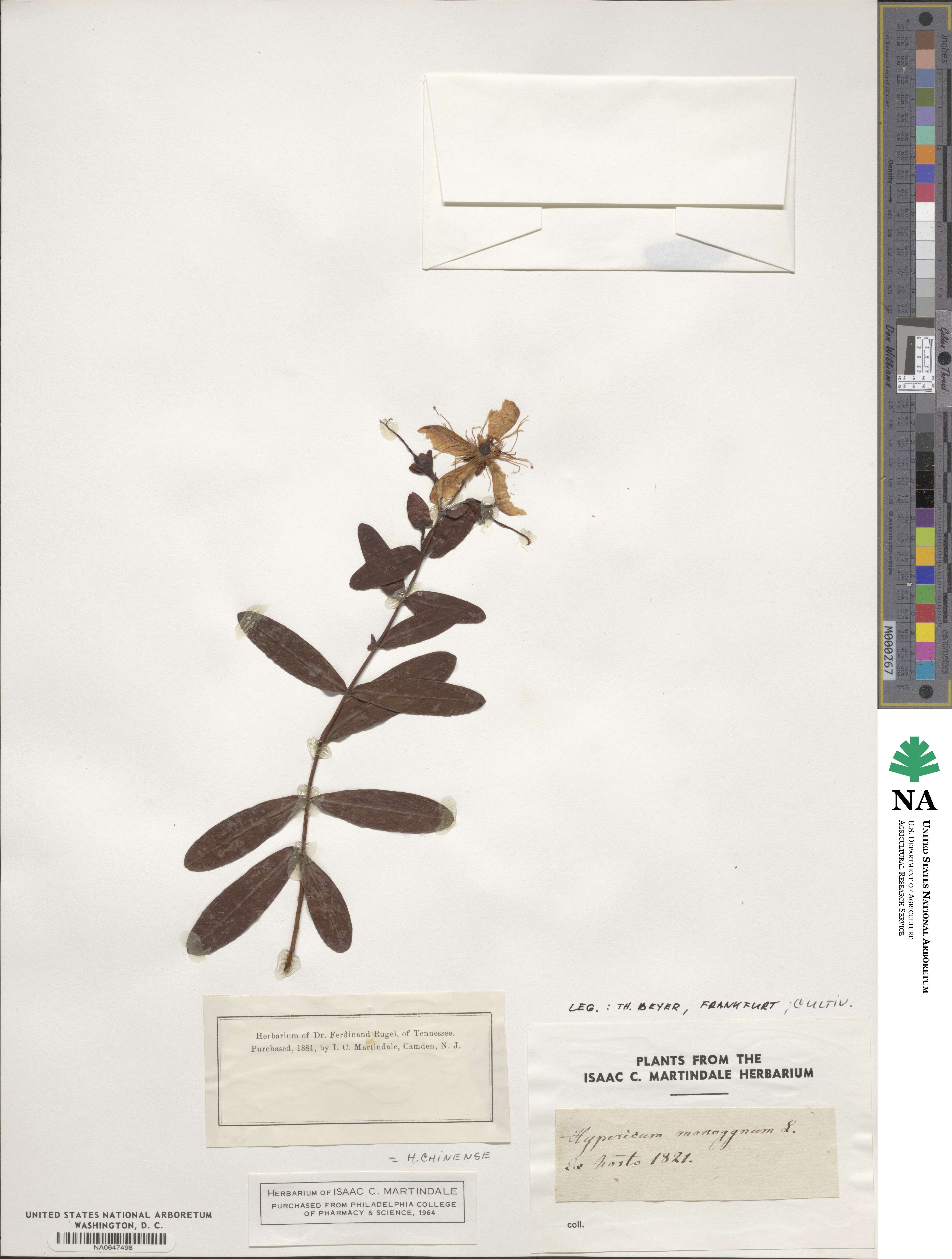 Hypericum chinense image