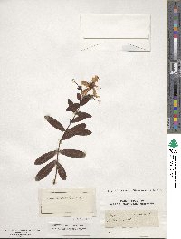 Hypericum chinense image