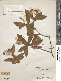 Hypericum chinense image