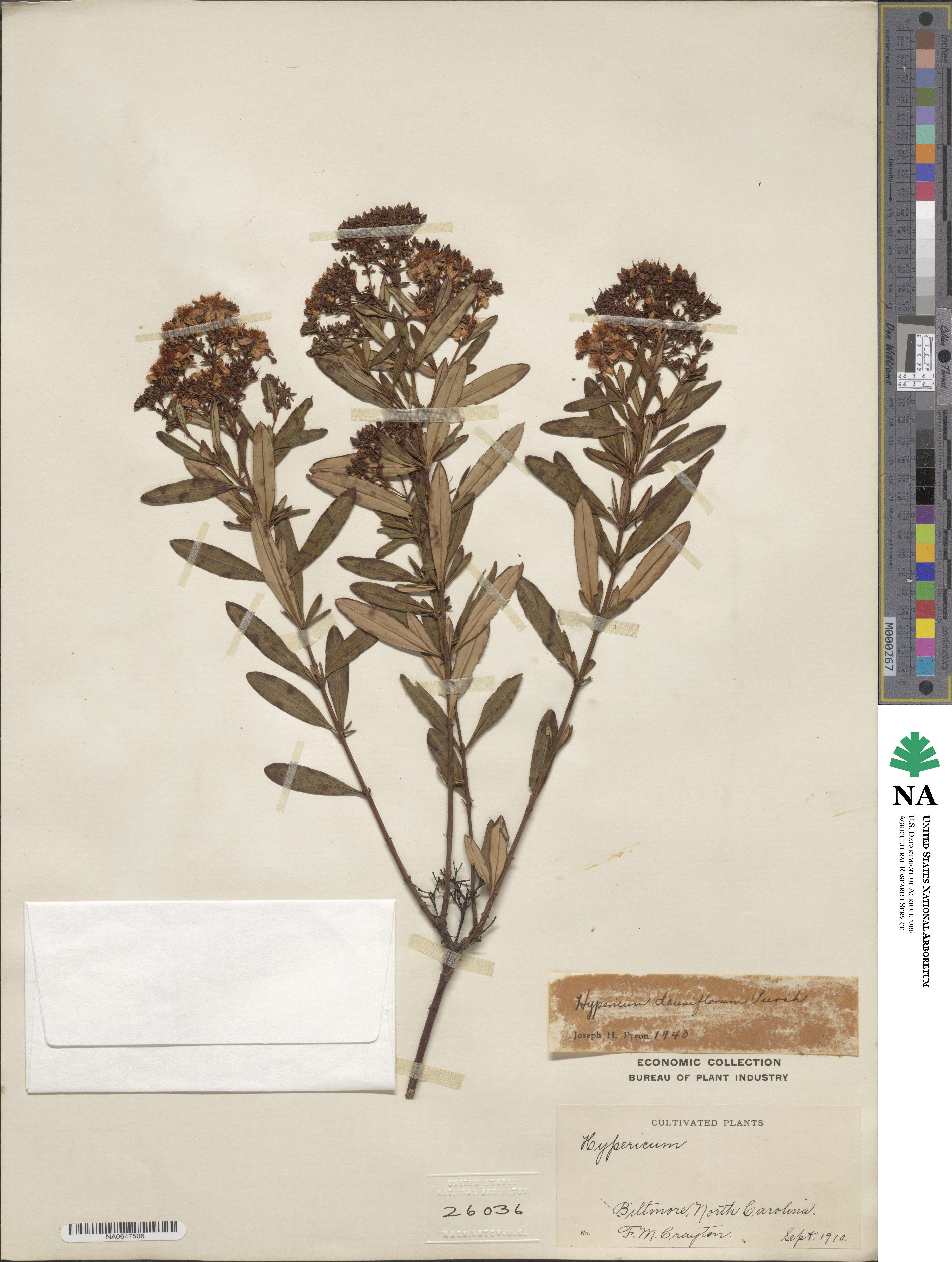 Hypericum densiflorum image
