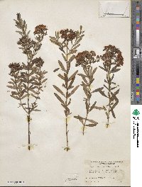 Hypericum densiflorum image