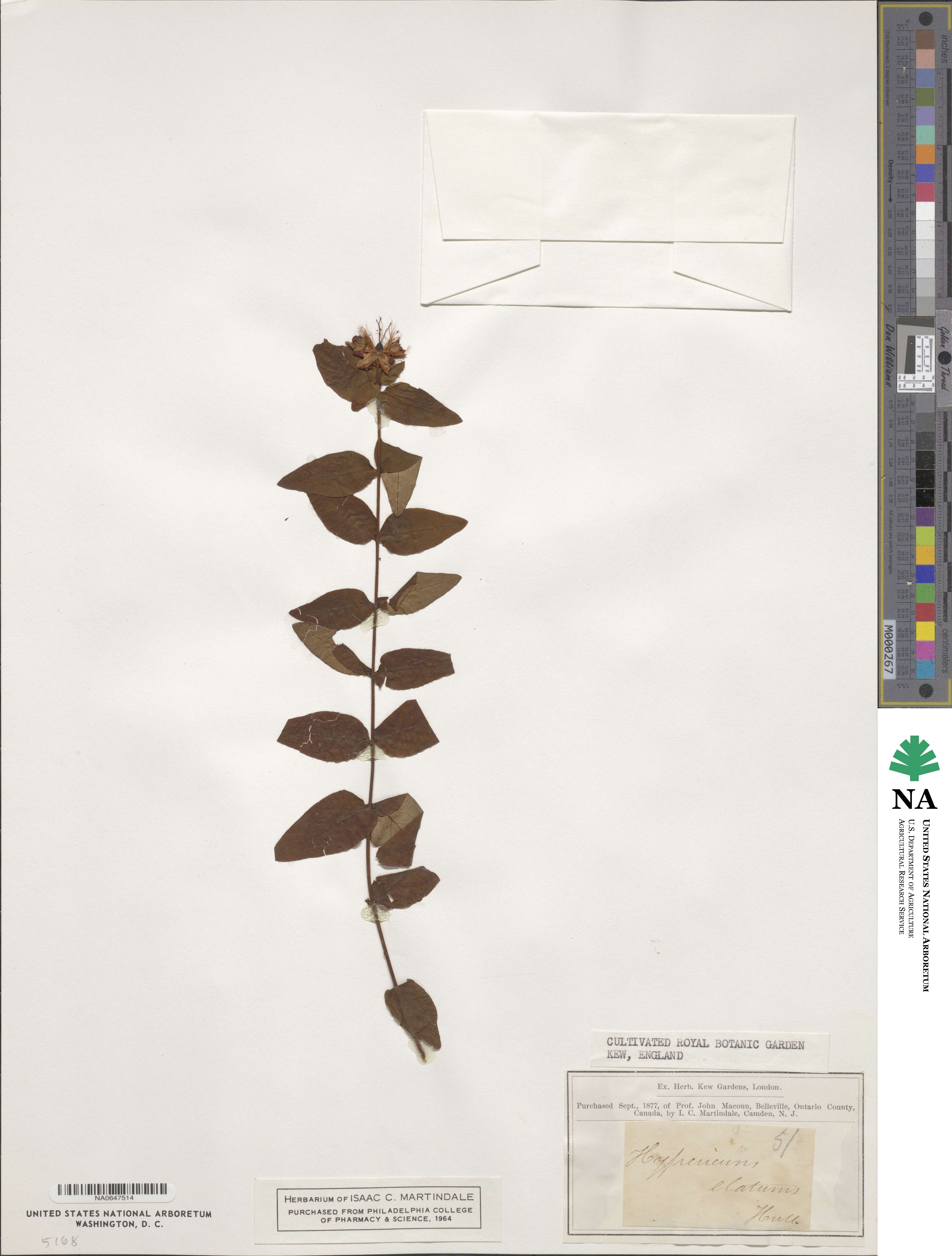 Hypericum × inodorum image