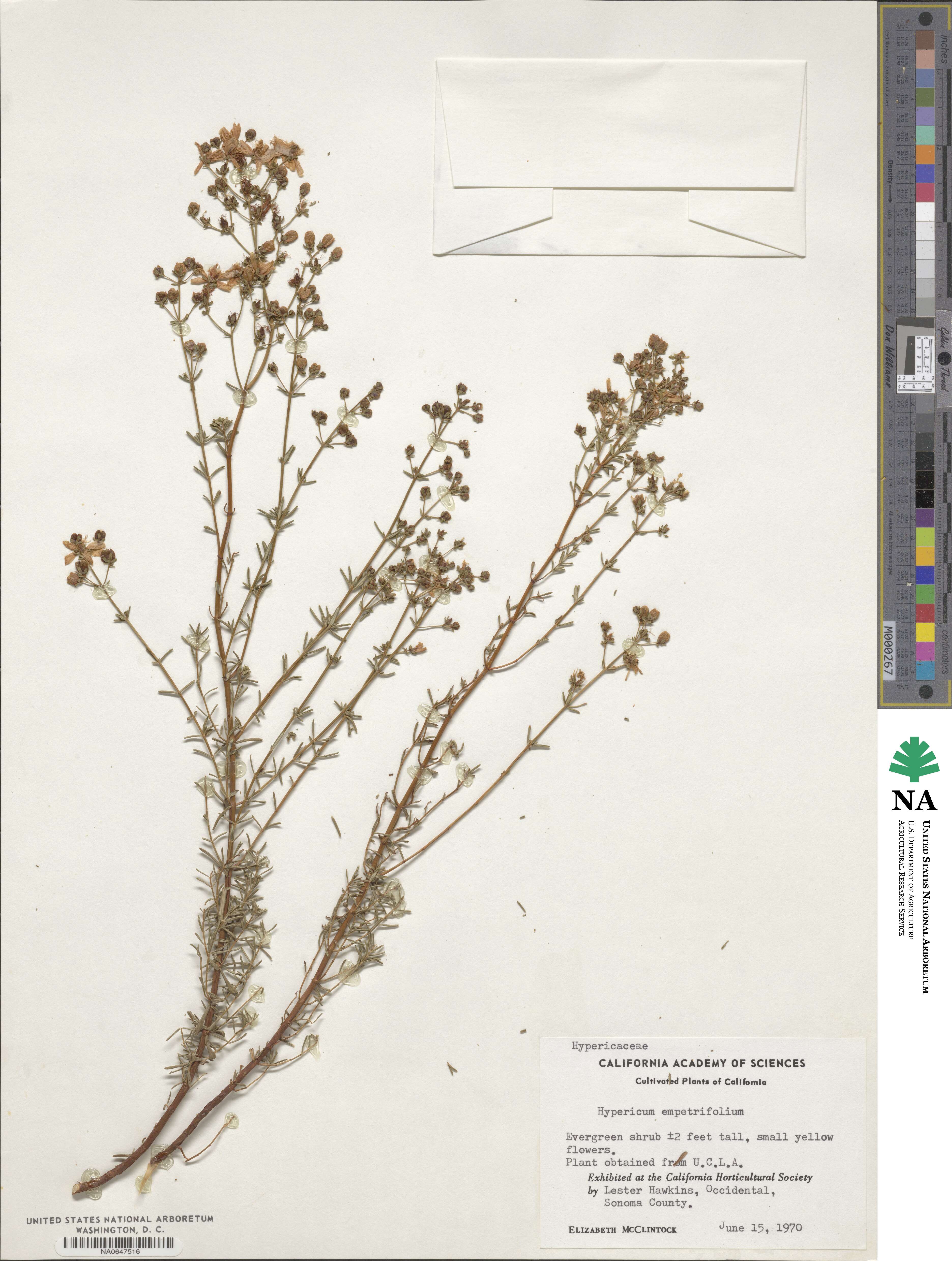 Hypericum empetrifolium image