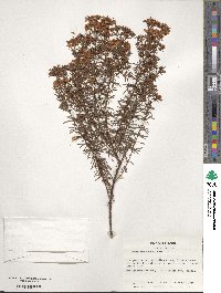 Hypericum fasciculatum image