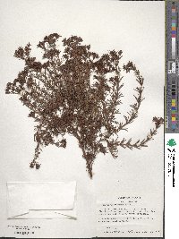 Hypericum fasciculatum image