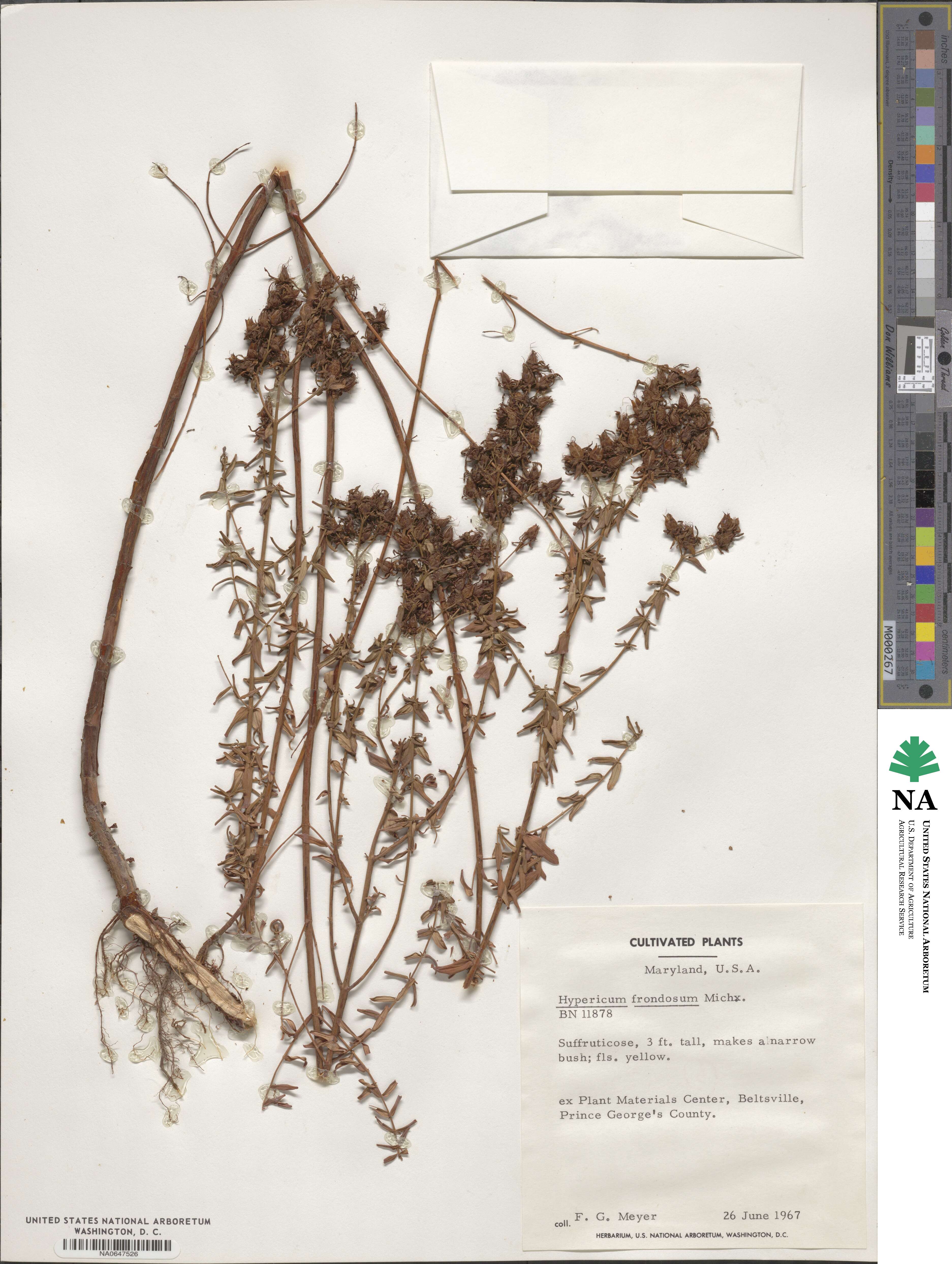 Hypericum frondosum image