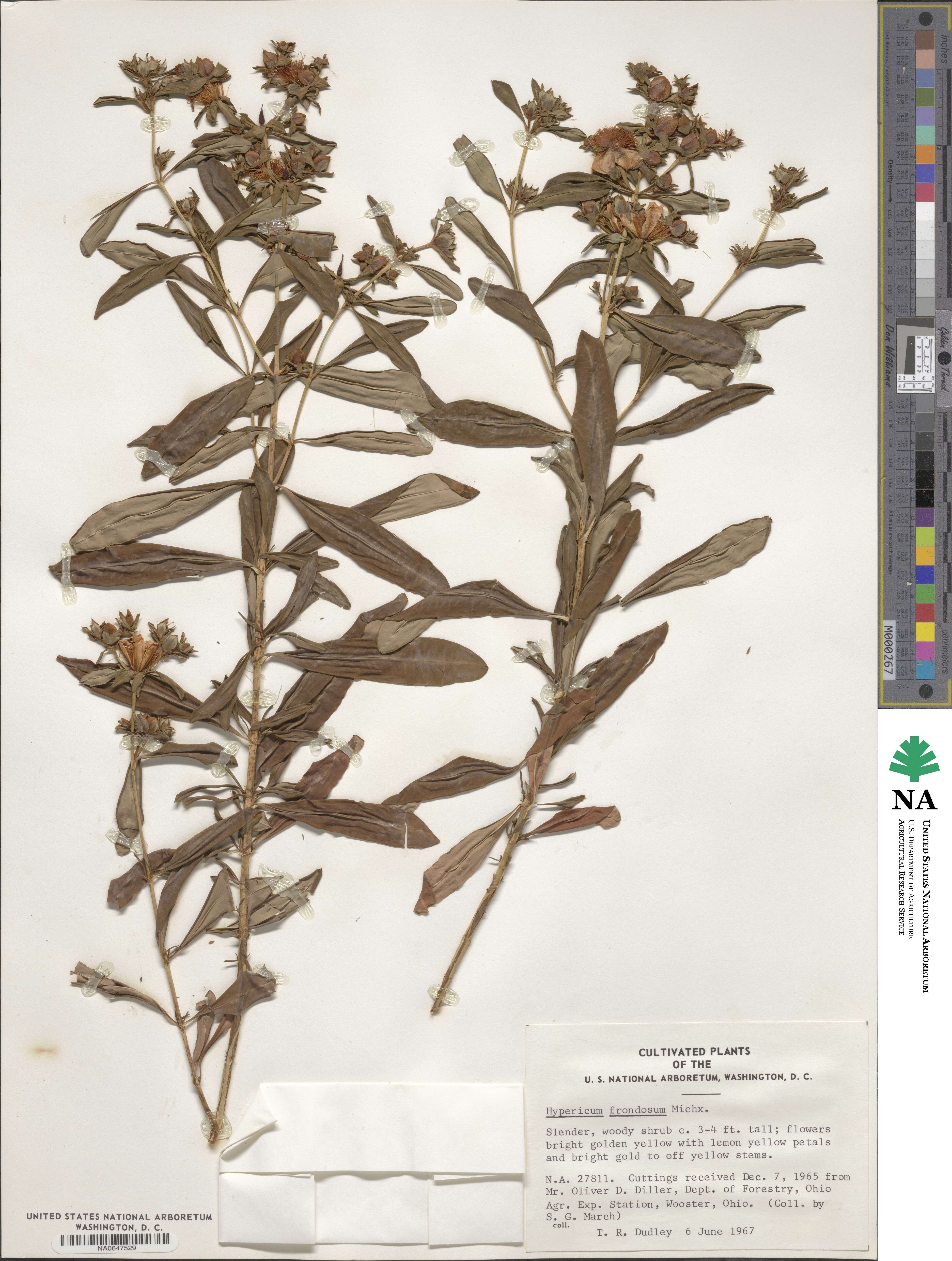 Hypericum frondosum image